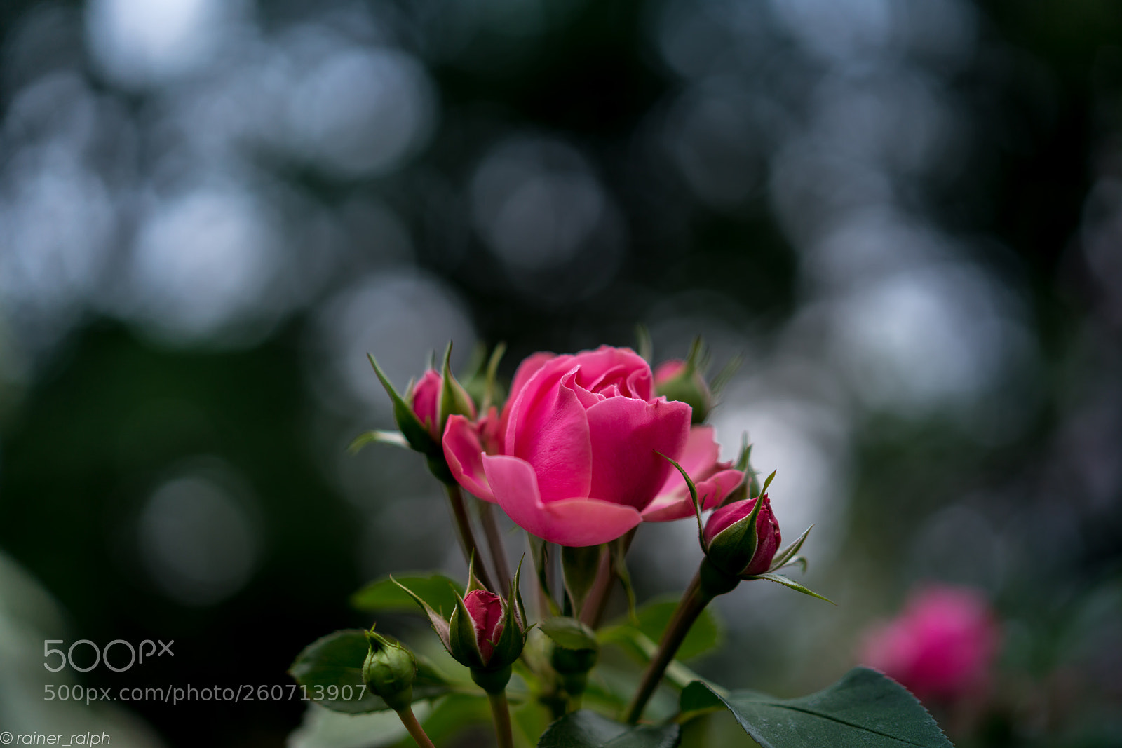 Sony a7R III sample photo. Rose and bokeh photography