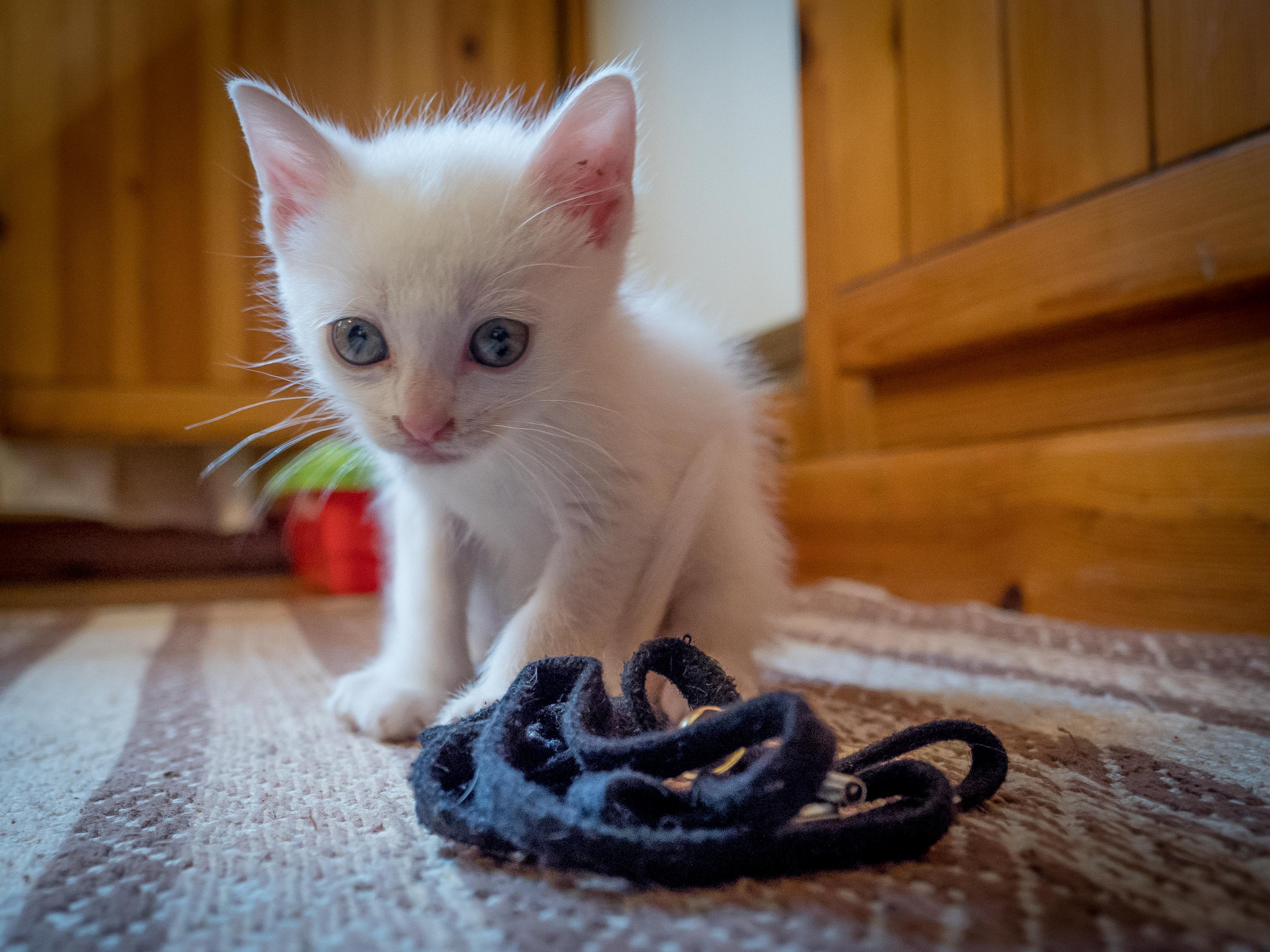 Panasonic Lumix DC-GH5 sample photo. Cat lace photography