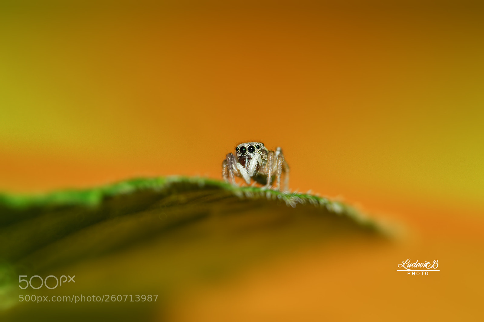 Nikon D3100 sample photo. Salticidae photography