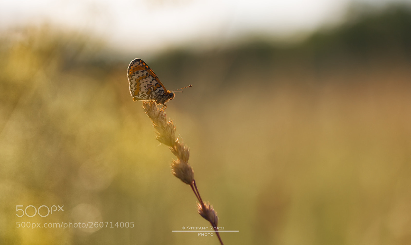 Canon EOS 6D sample photo. Butterfly photography