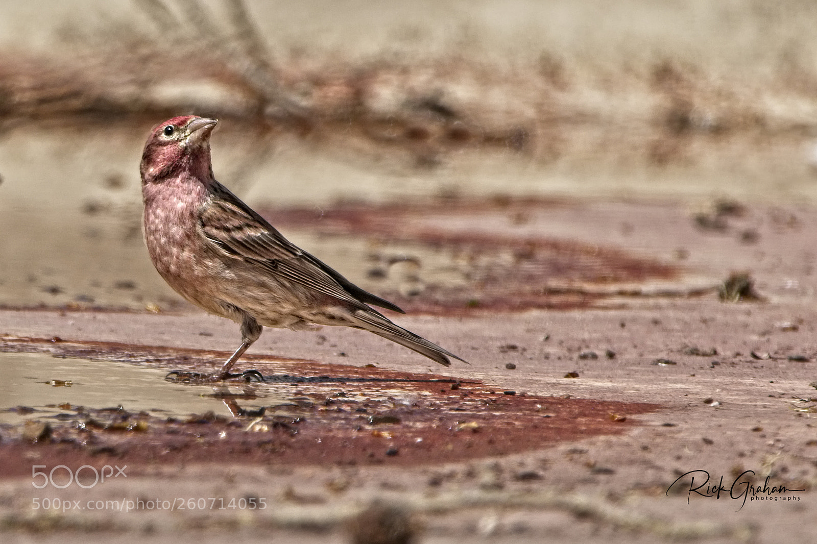 Canon EOS 80D sample photo. Cassin’s finch photography