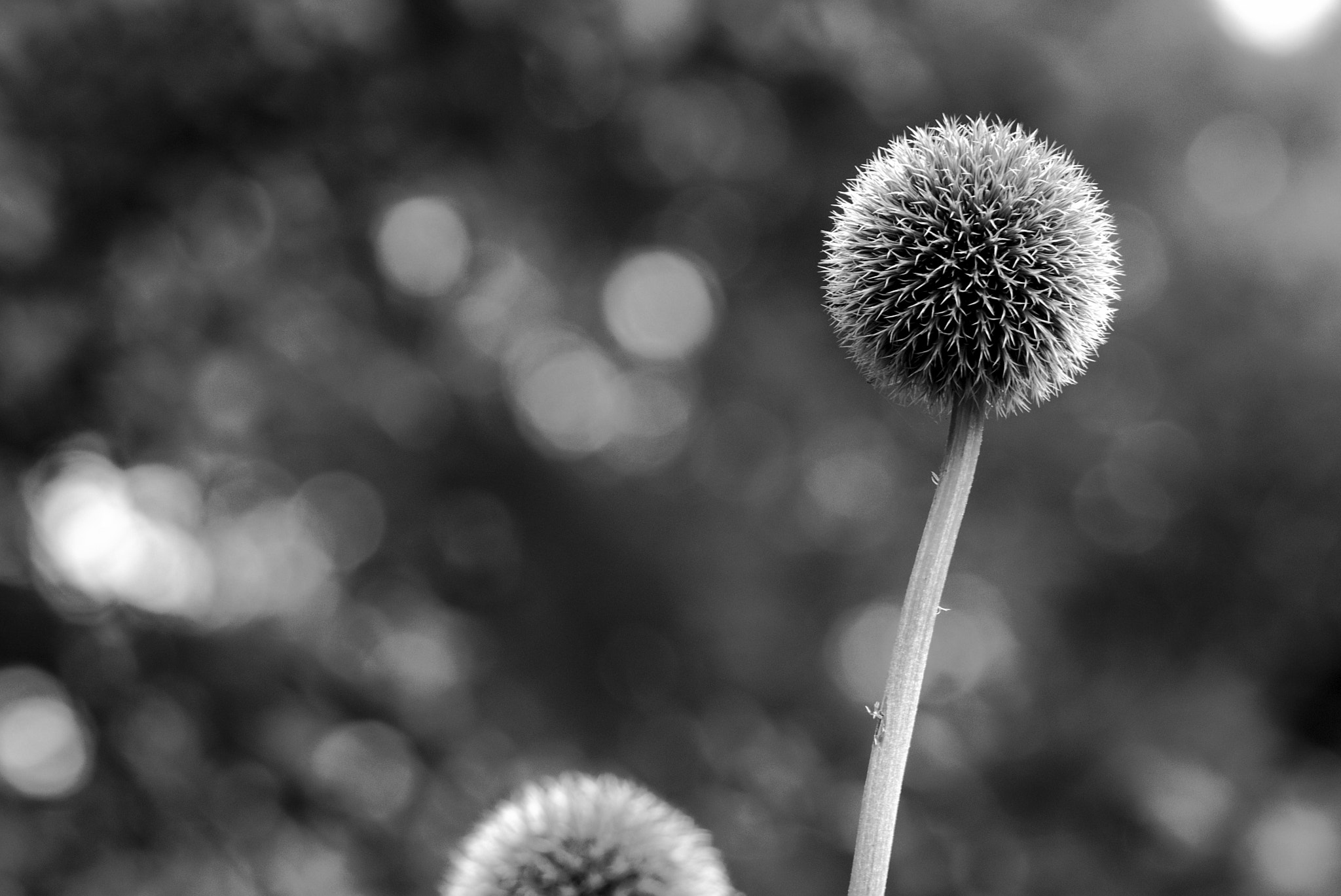 Sony SLT-A65 (SLT-A65V) + Tamron SP AF 90mm F2.8 Di Macro sample photo. Flowers , black and white photography