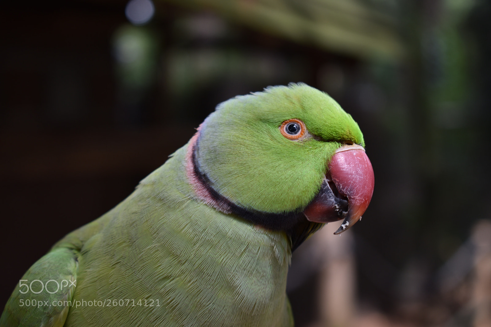Nikon D3400 sample photo. Ringneck parakeet photography