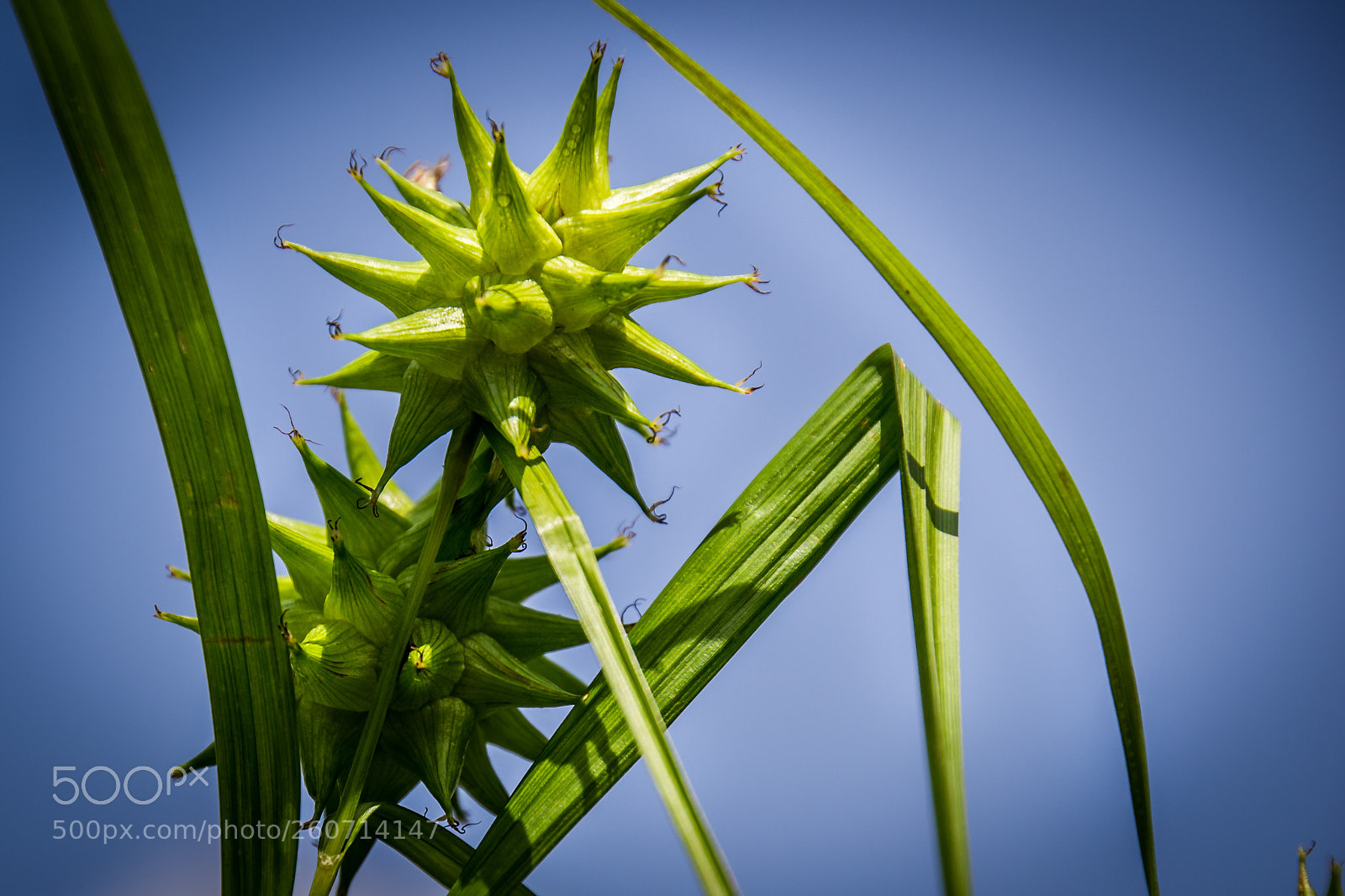 Nikon D3100 sample photo. Spiky photography