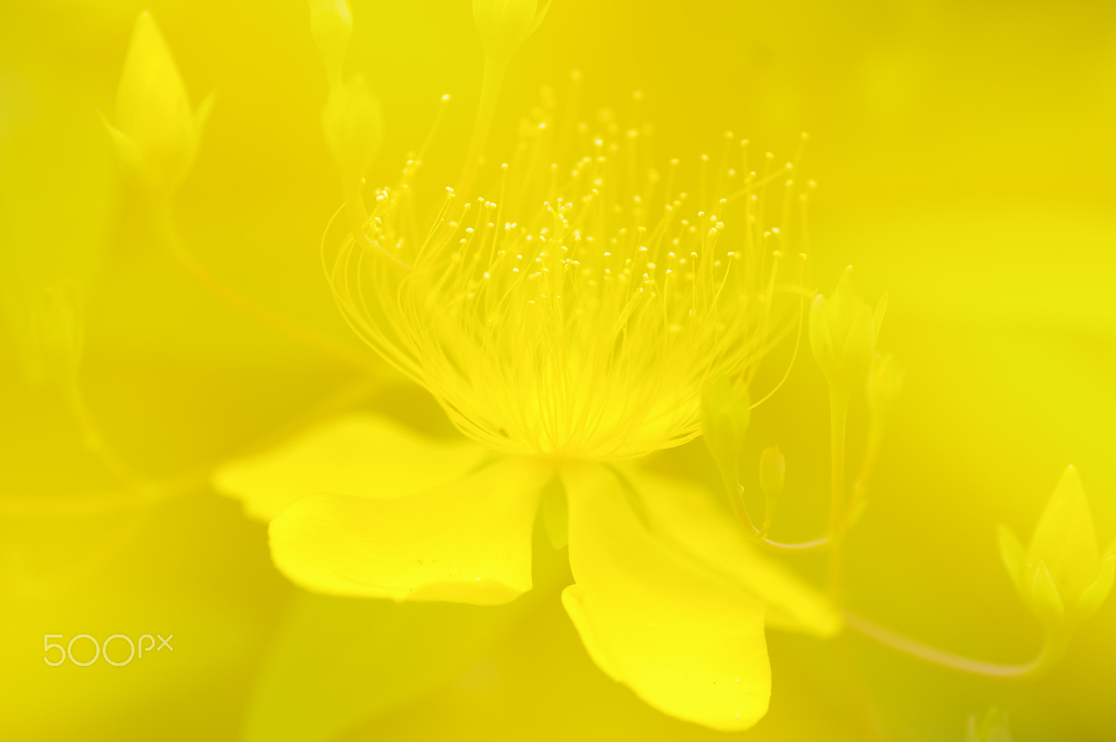 Pentax K-3 II + Tamron SP AF 90mm F2.8 Di Macro sample photo. Beauty in yellow photography