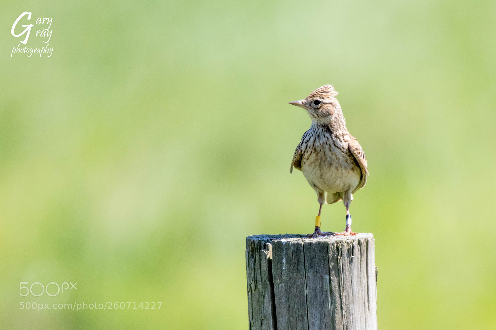 Canon EOS 7D Mark II sample photo. Skylark photography