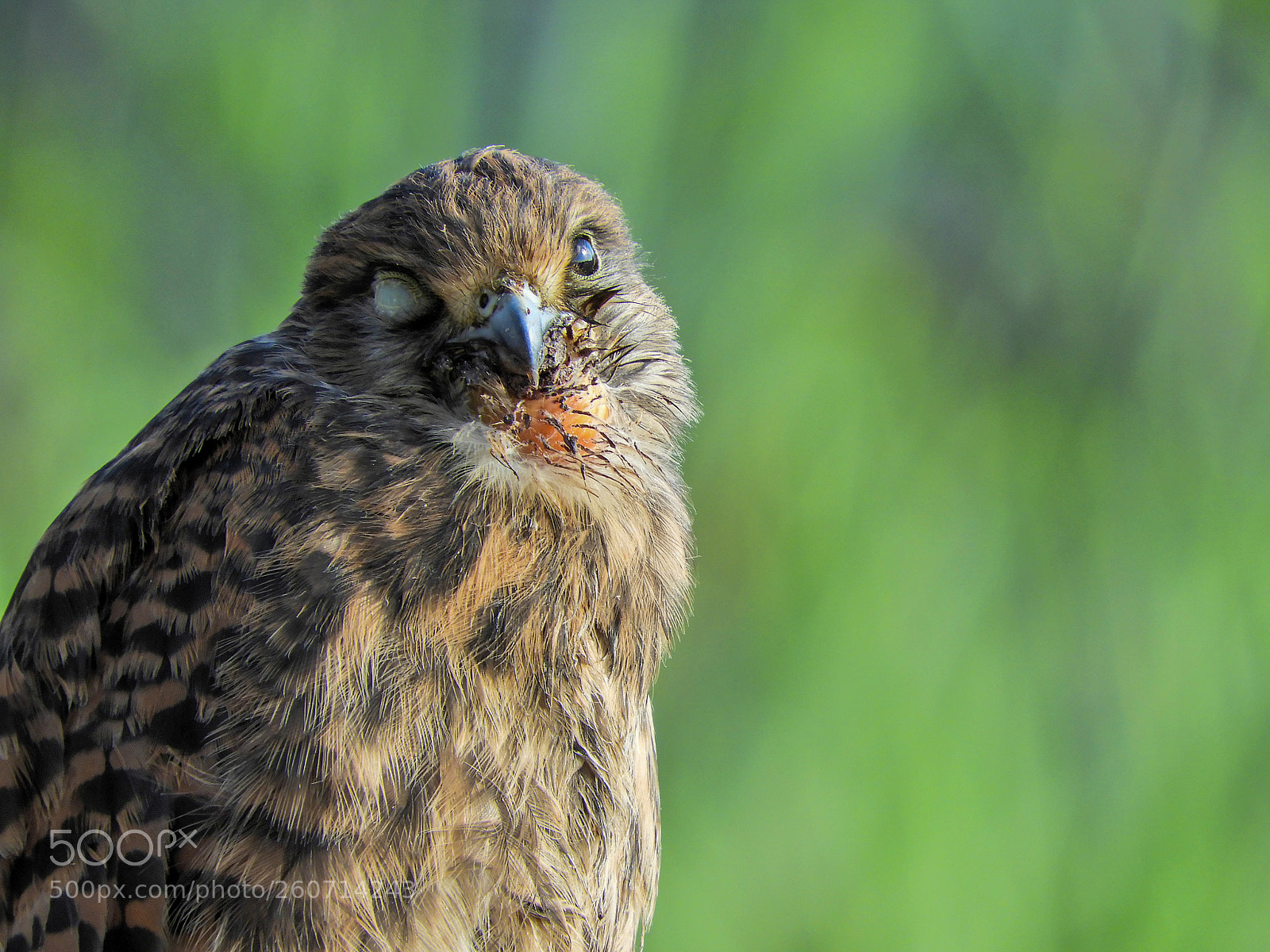 Nikon Coolpix B700 sample photo. Common kestrel (canariensis) photography