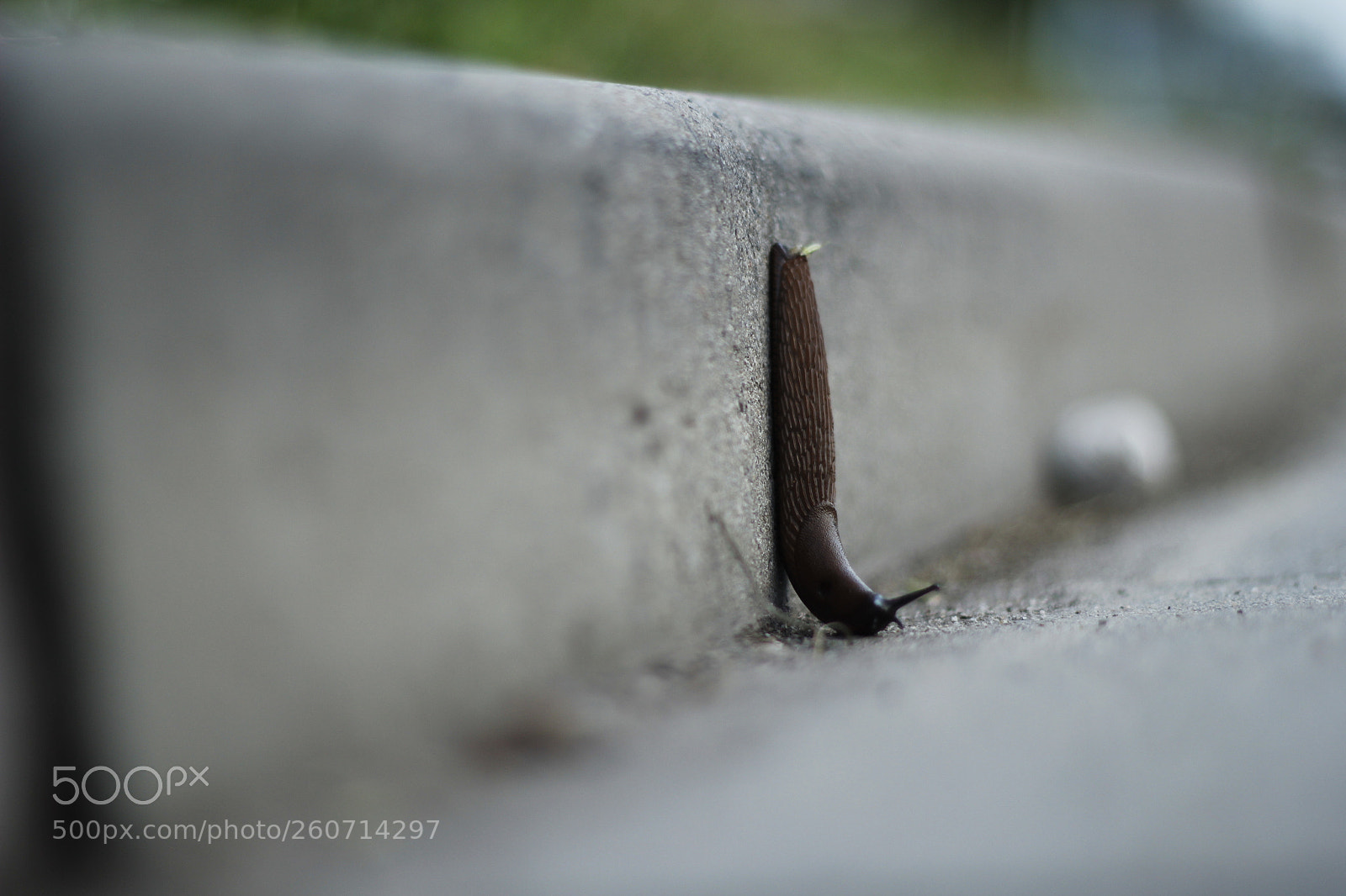 Canon EOS 60D + Canon EF 50mm F1.8 II sample photo. Slug on the road photography