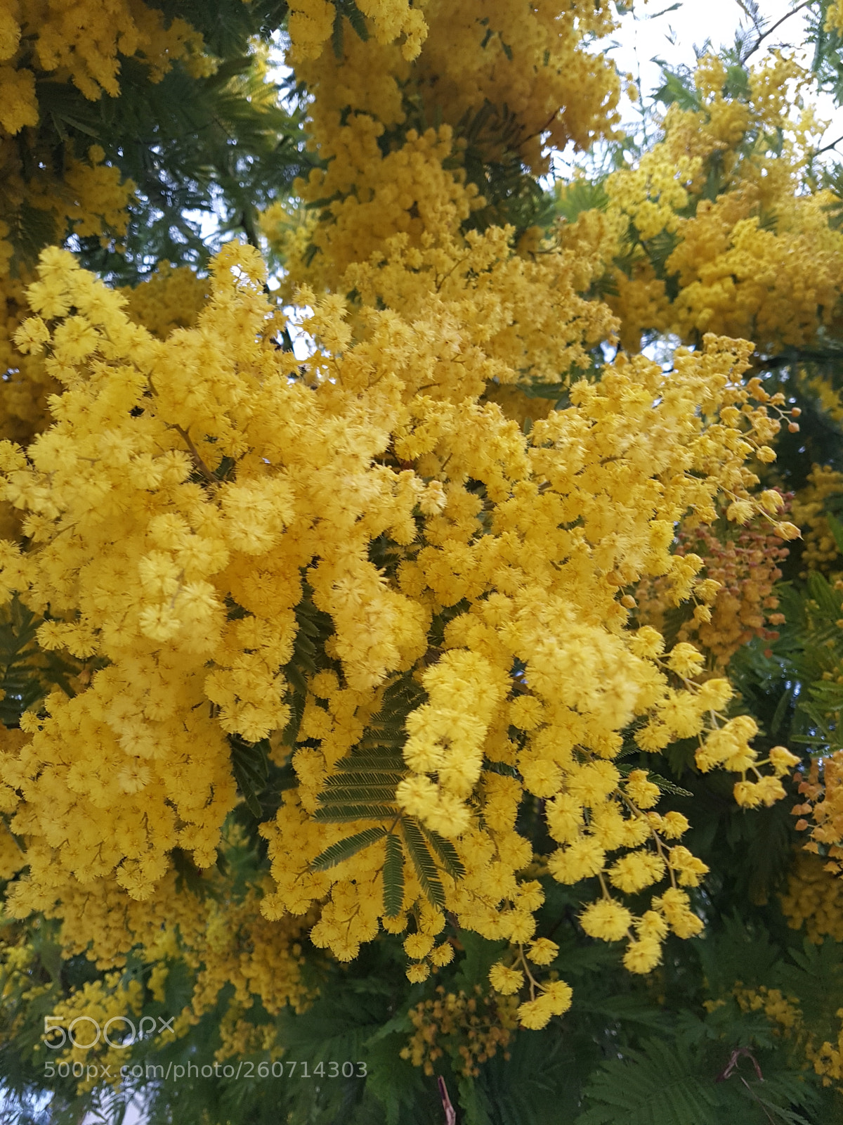 Samsung Galaxy S7 Edge sample photo. Mimosa photography