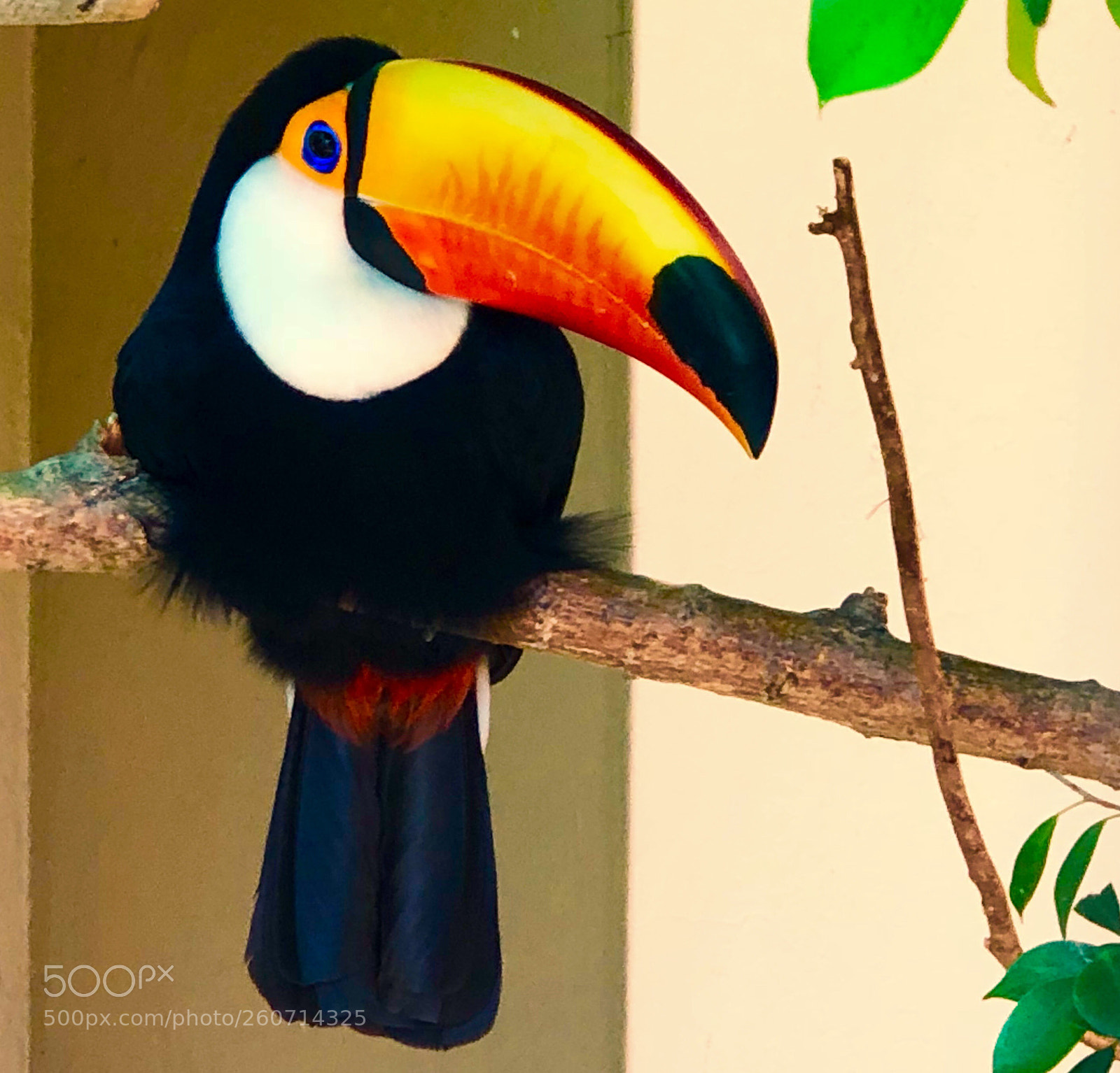 Apple iPhone X sample photo. Toucan photography