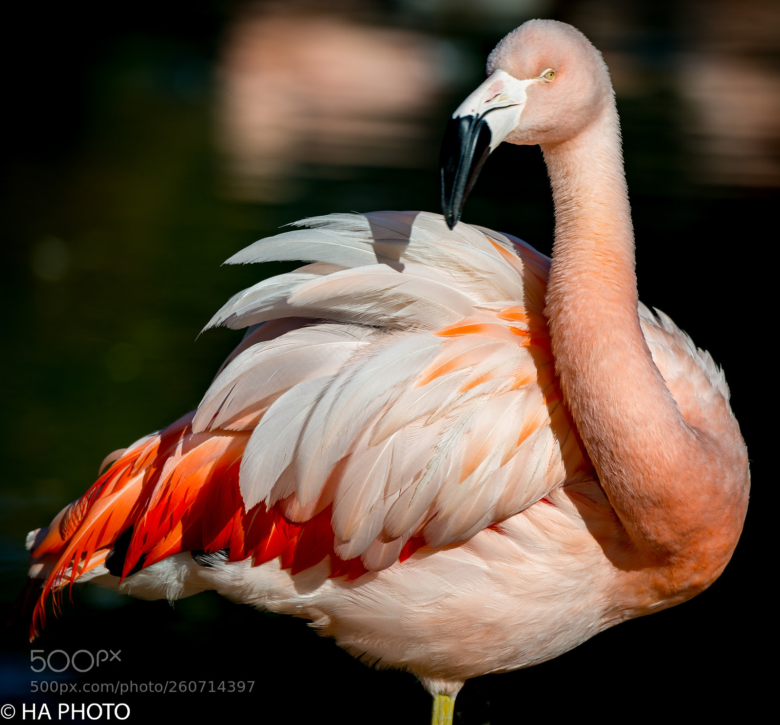 Nikon D800 sample photo. Monopedal pink flamingo photography
