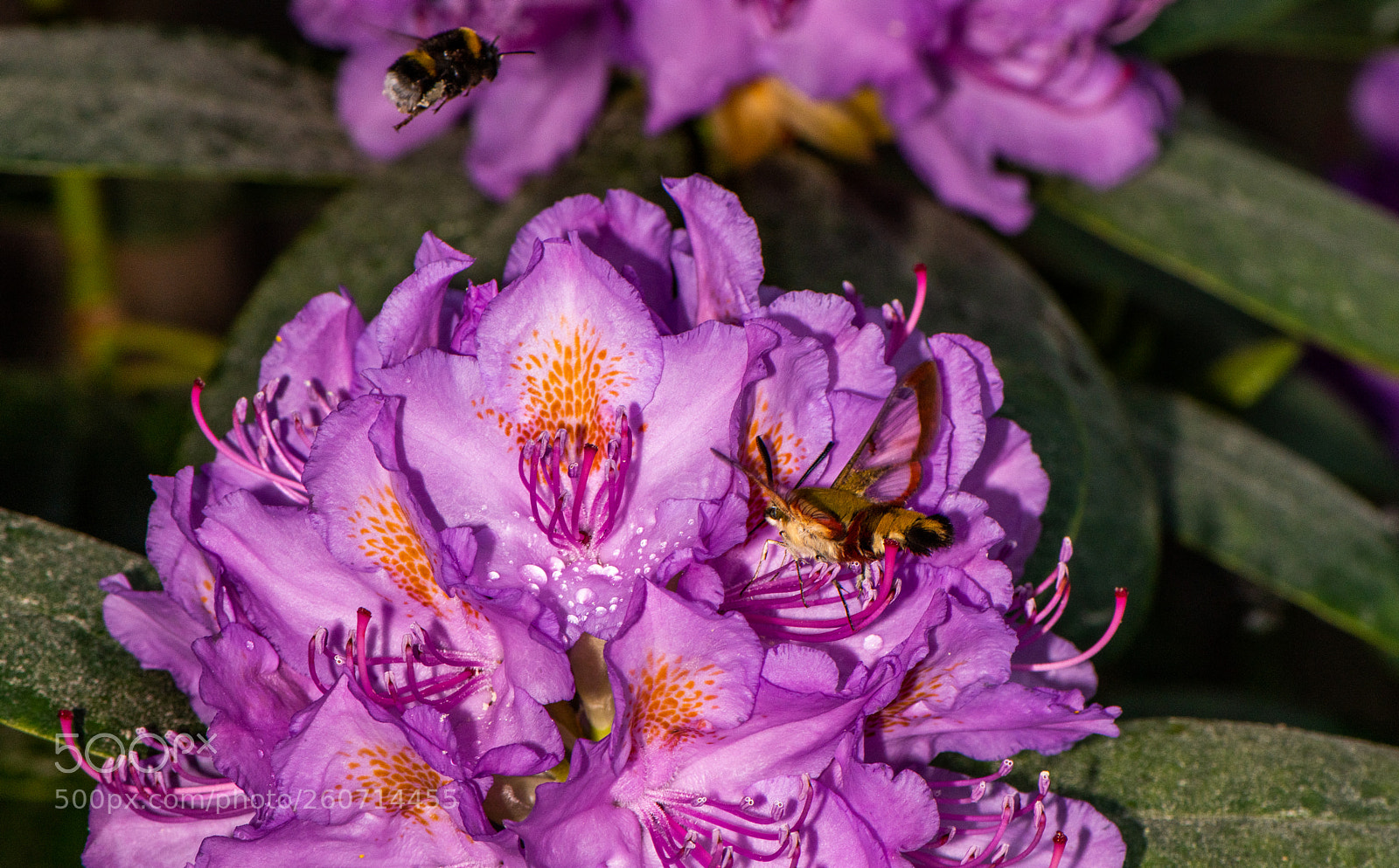 Nikon D850 sample photo. Flower and bee photography