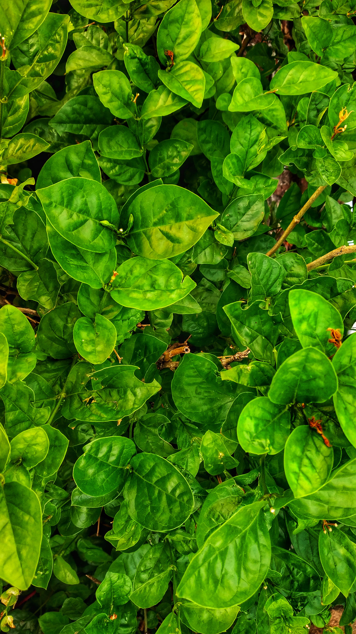 Xiaomi Redmi Note 5 Pro sample photo
