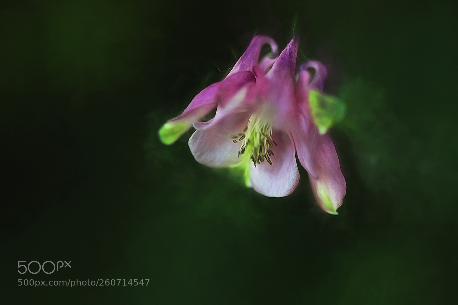 Canon EOS 5D Mark IV sample photo. Aquilegia flower photography