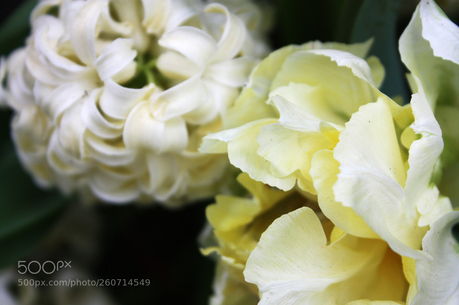 Canon EOS 450D (EOS Rebel XSi / EOS Kiss X2) sample photo. Butter yellow photography
