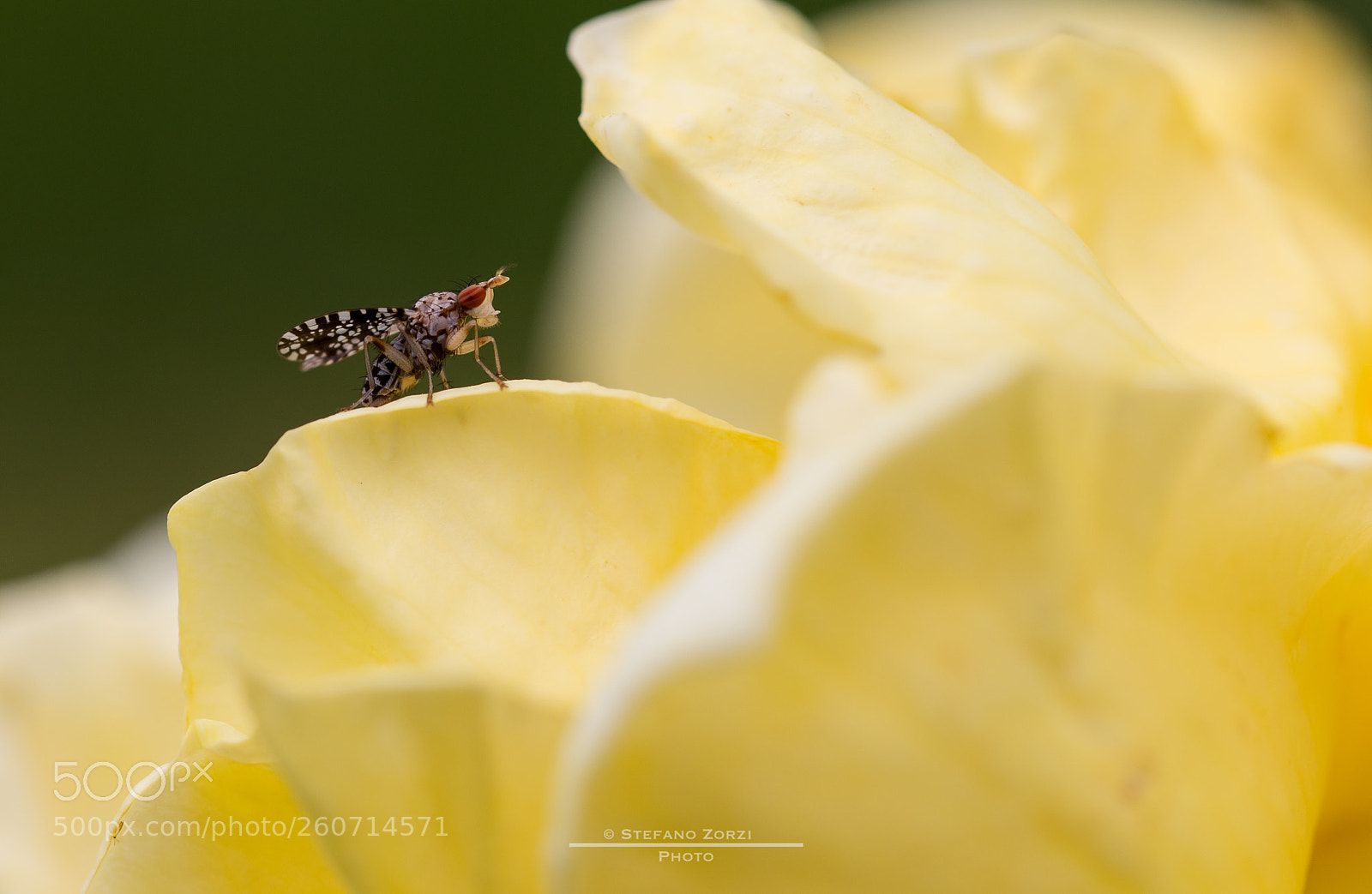 Canon EOS 6D sample photo. Fly on rose photography