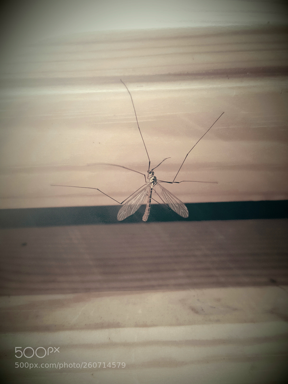 Samsung GALAXY S6 edge sample photo. Please mr. longleg - photography