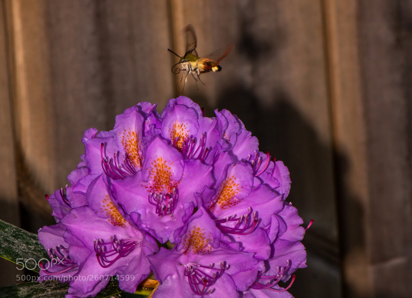 Nikon D850 sample photo. Flower and bee photography