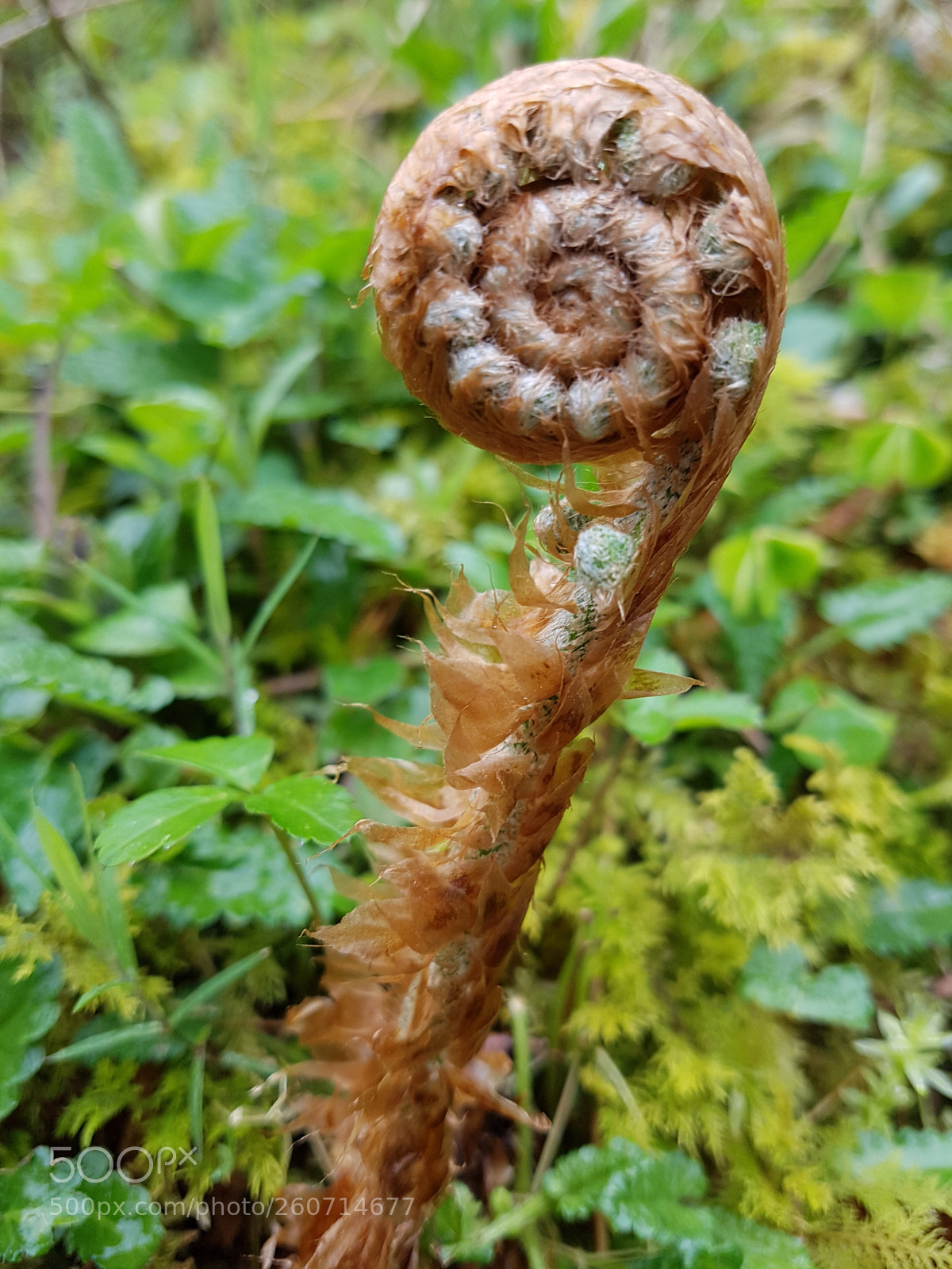 Samsung Galaxy S7 Edge sample photo. Fern unfolding photography
