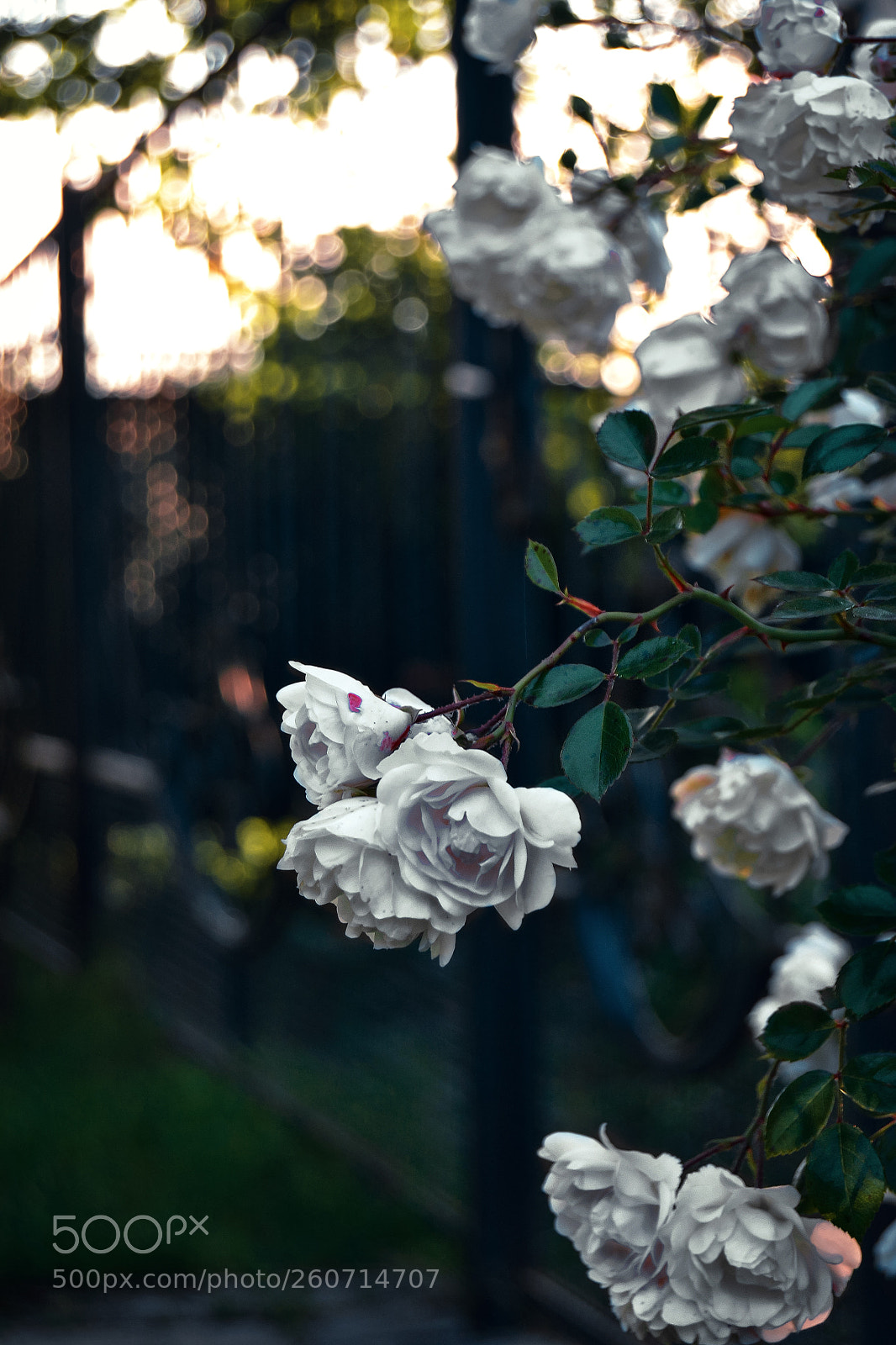 Nikon D3100 sample photo. Garden photography