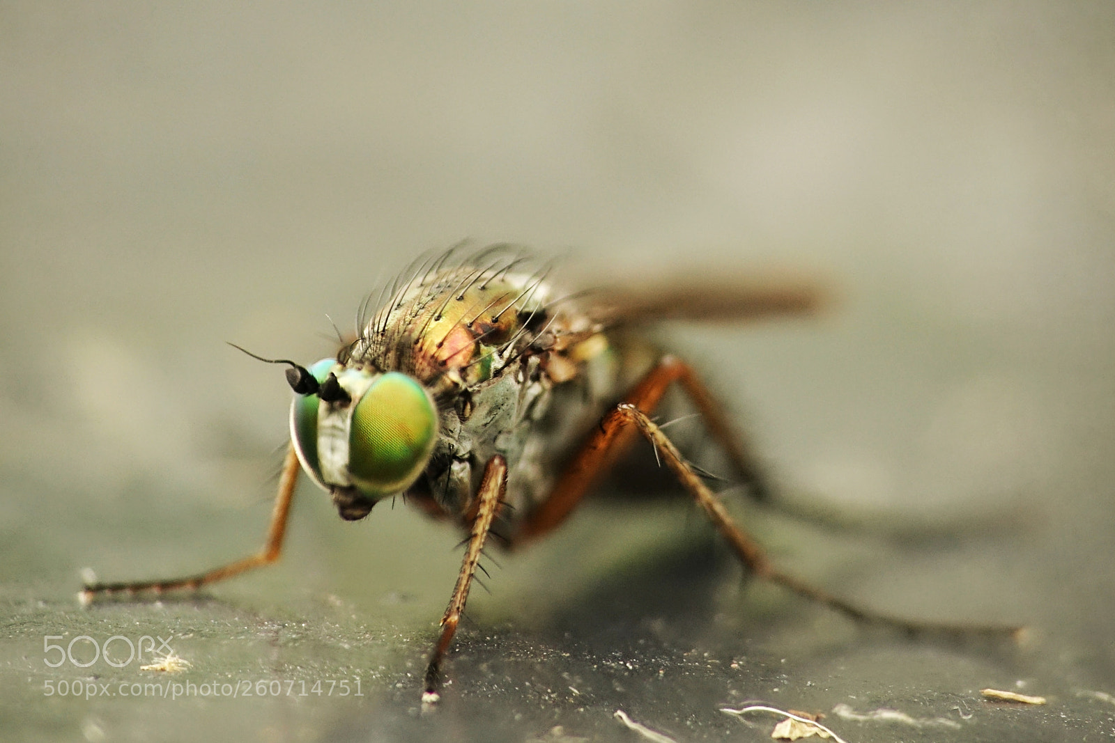 Sony Cyber-shot DSC-RX10 III sample photo. Shiny fly photography
