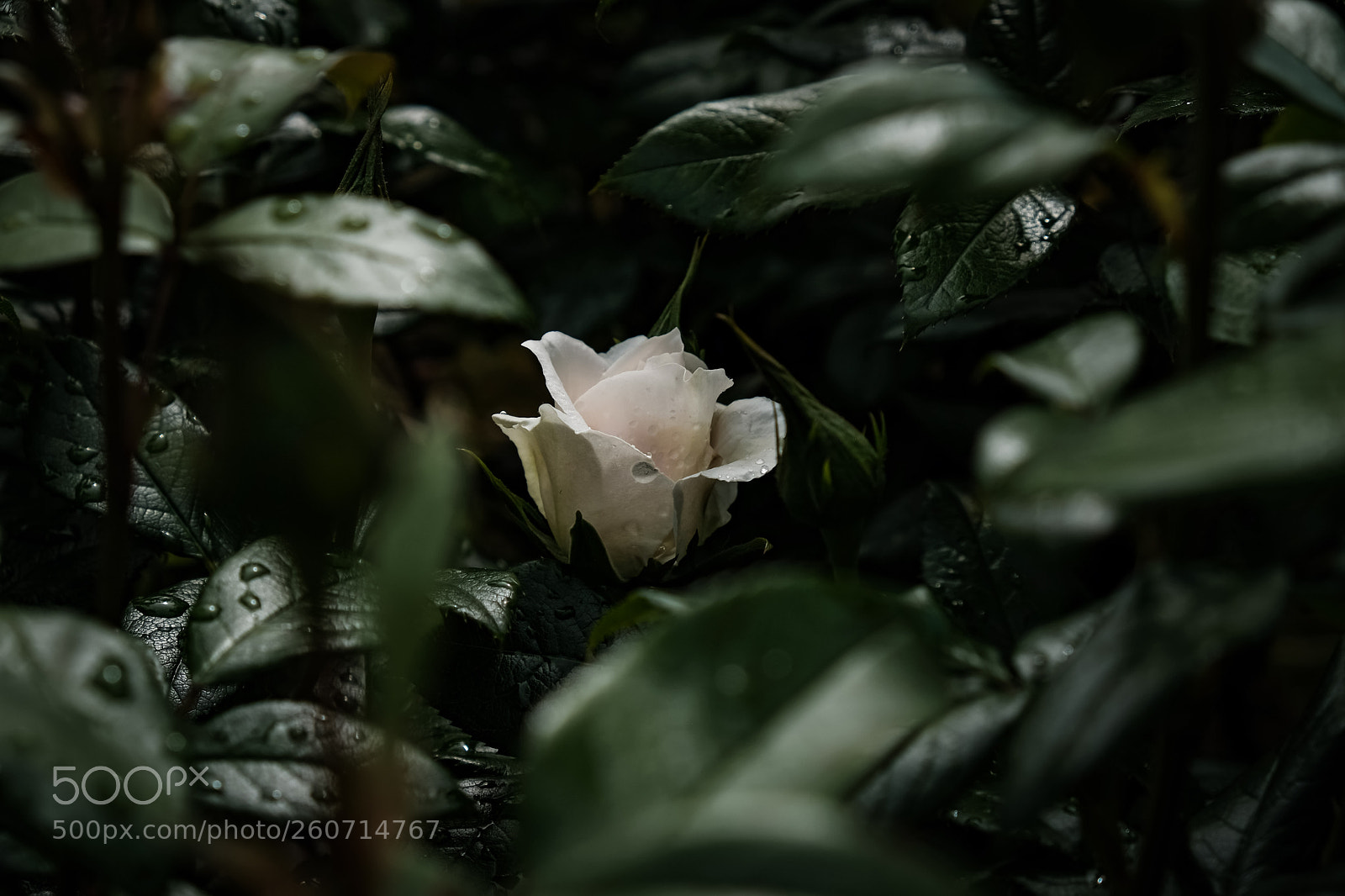Fujifilm X-T20 sample photo. 'rose of tralee' photography