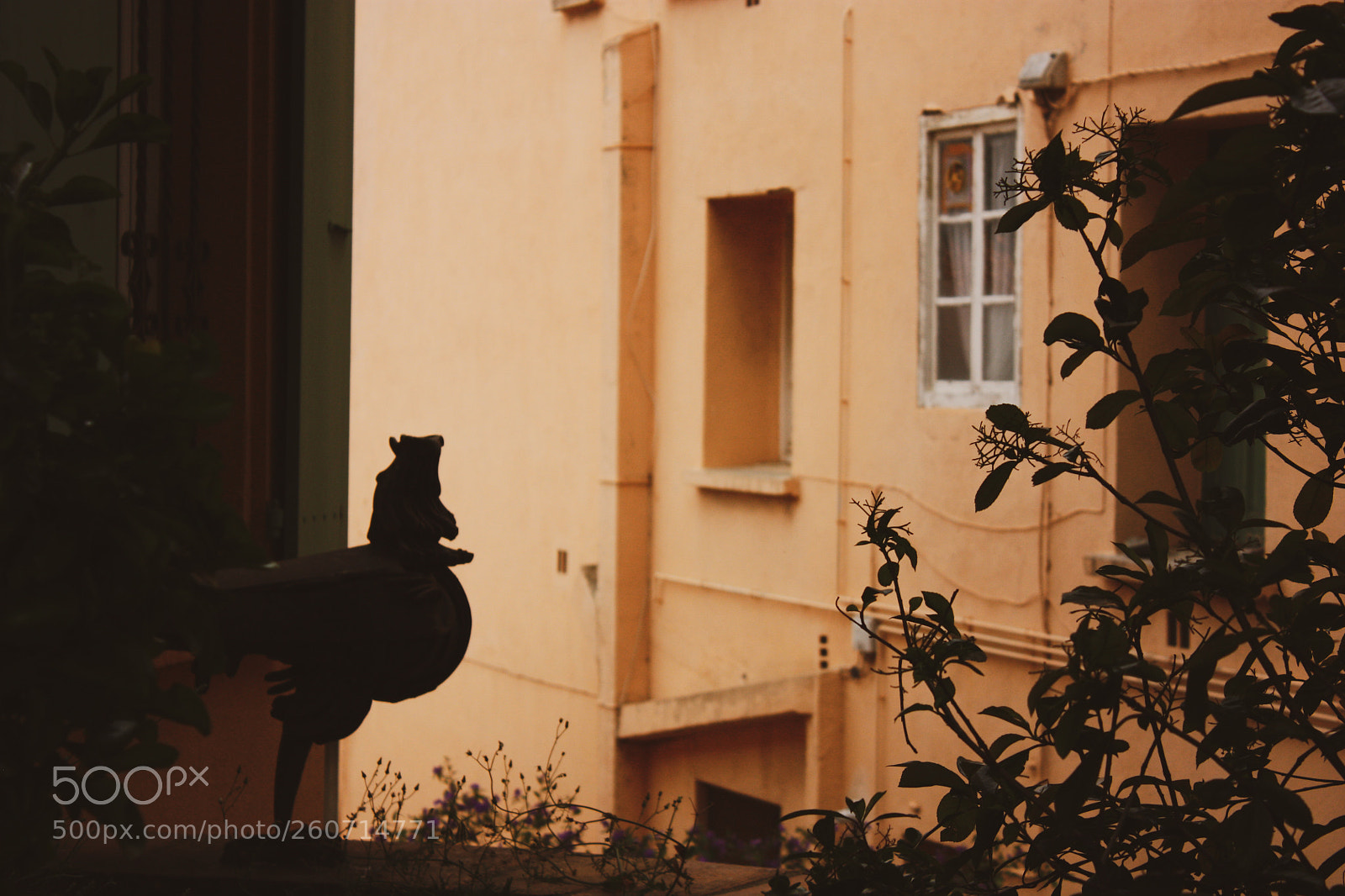 Canon EOS 450D (EOS Rebel XSi / EOS Kiss X2) sample photo. Rooster on window photography