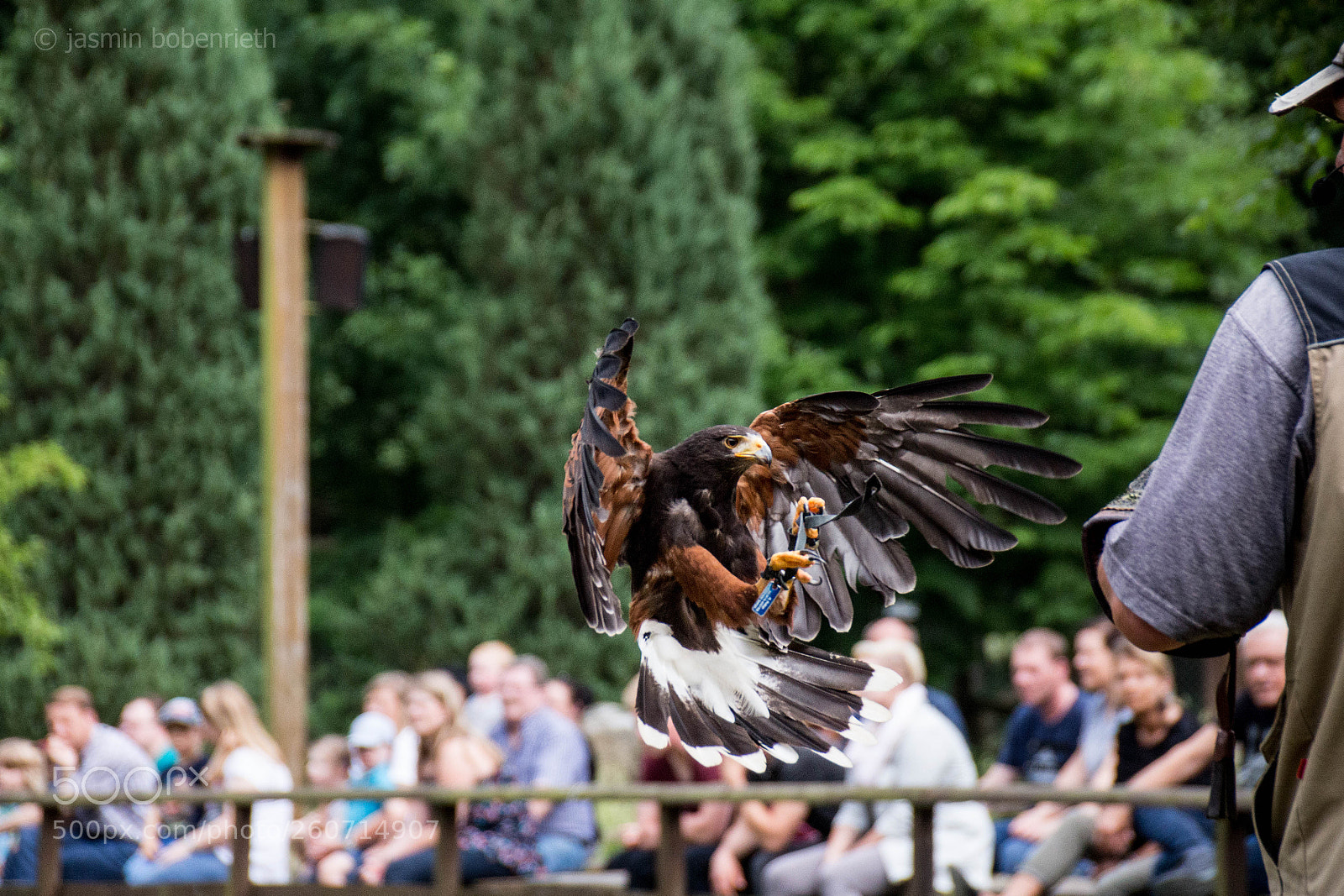 Canon EOS 700D (EOS Rebel T5i / EOS Kiss X7i) sample photo. Falconry photography