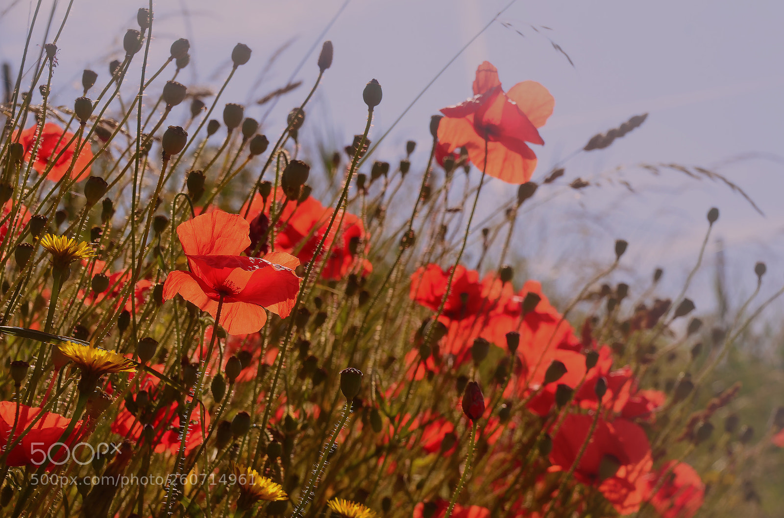 Nikon D7000 sample photo. In flanders fields photography