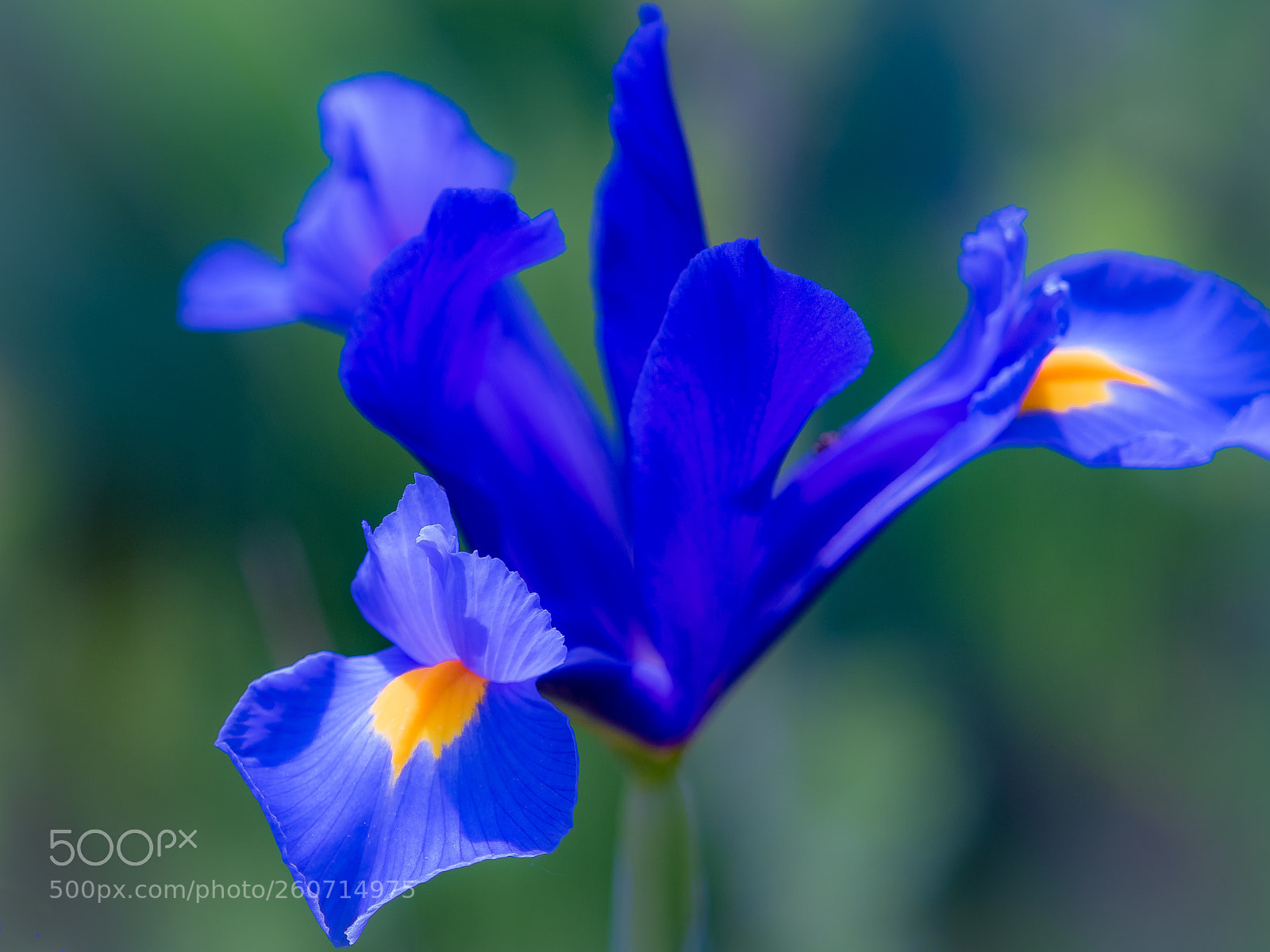 Olympus OM-D E-M5 II sample photo. Iris photography