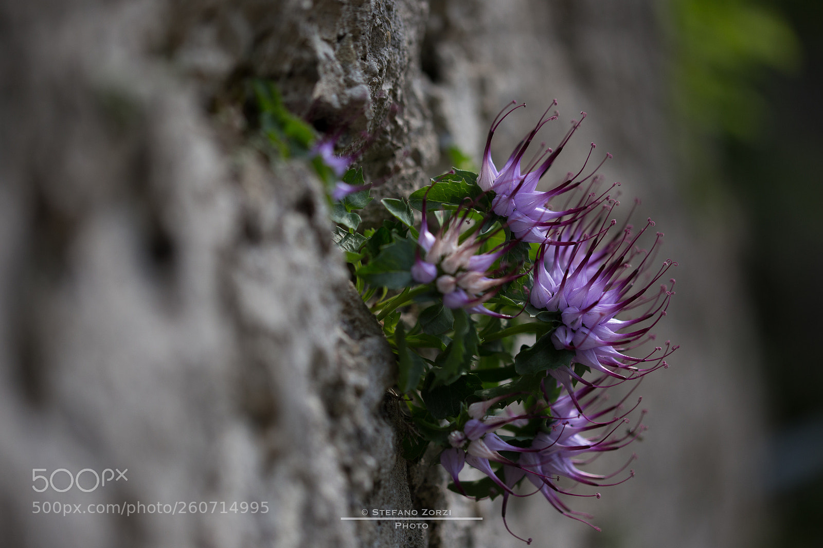 Canon EOS 6D sample photo. Raponzolo di roccia photography