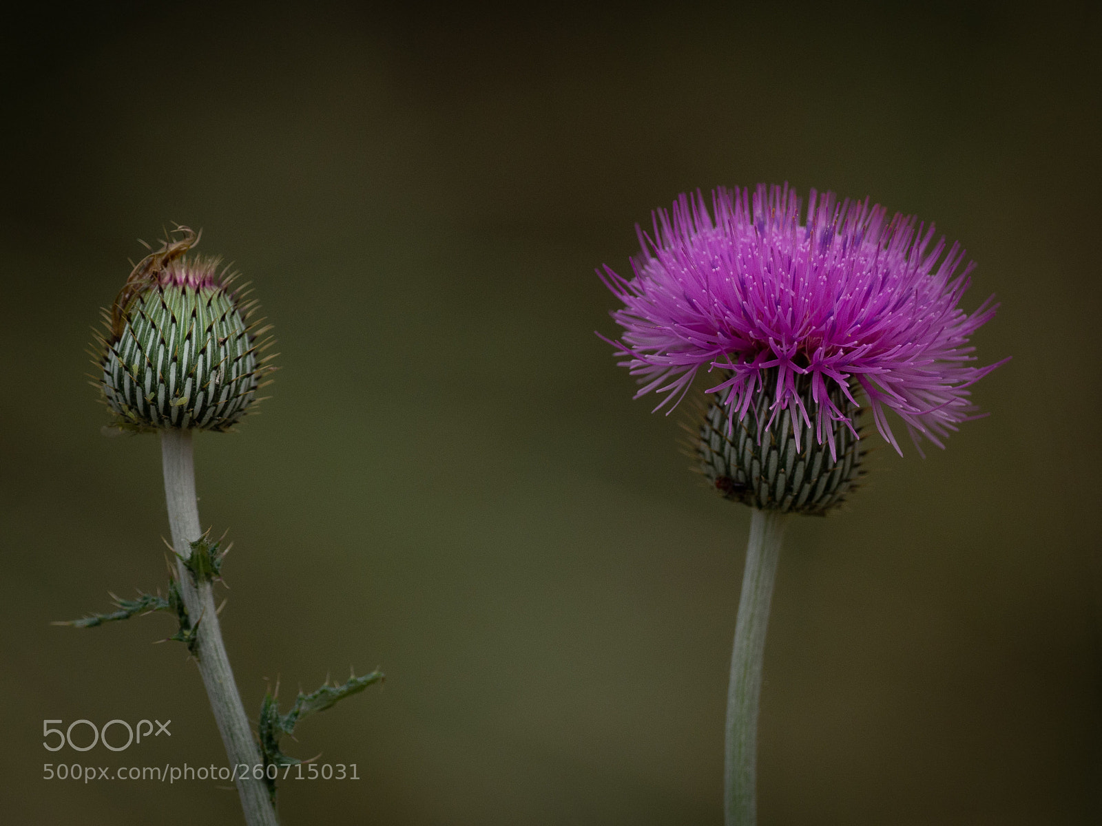 Olympus OM-D E-M10 II sample photo. Thistles photography