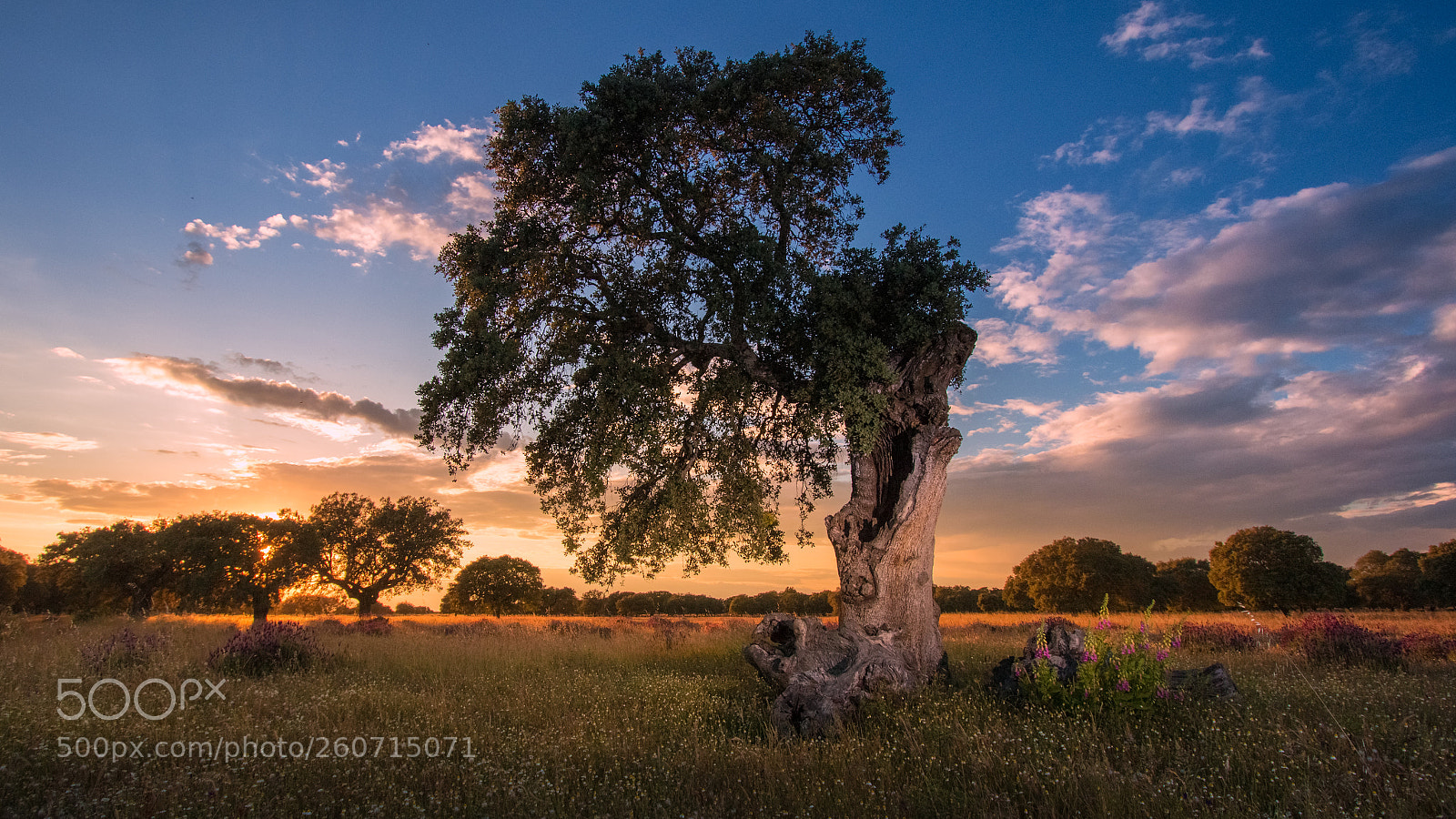 Canon EOS 70D sample photo. Quercus at sunset photography