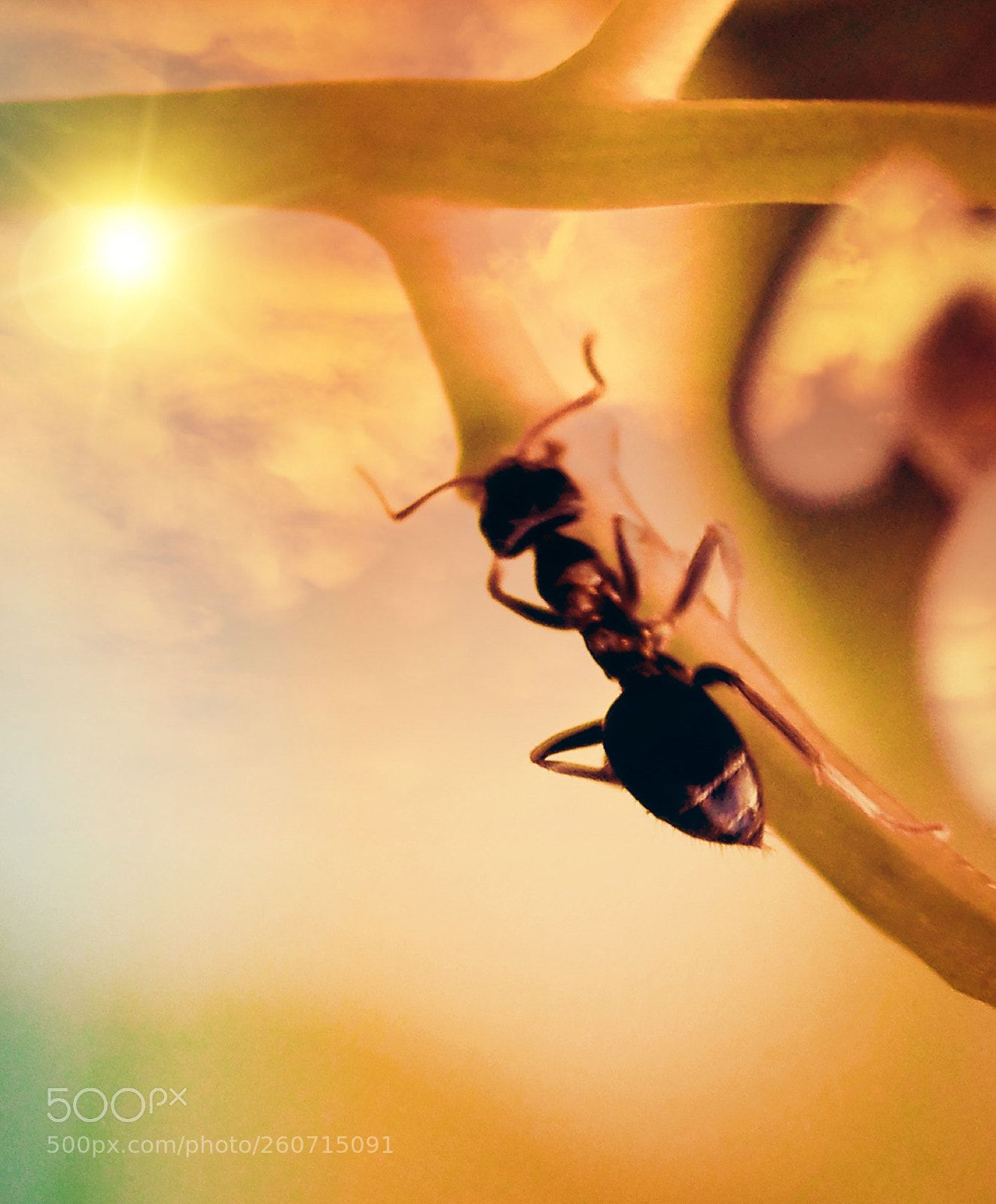 Canon EOS 700D (EOS Rebel T5i / EOS Kiss X7i) sample photo. Ant world photography