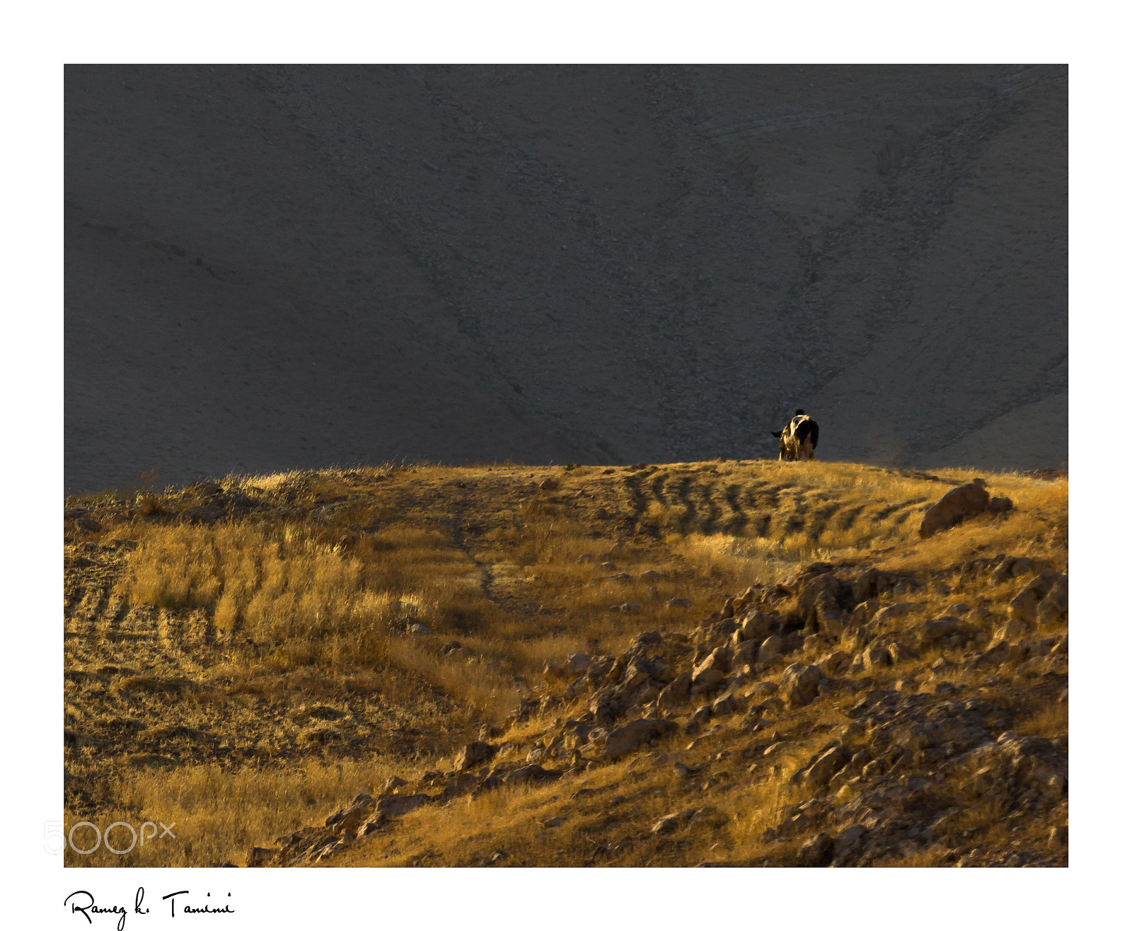 Canon EOS 600D (Rebel EOS T3i / EOS Kiss X5) sample photo. Golden cow photography