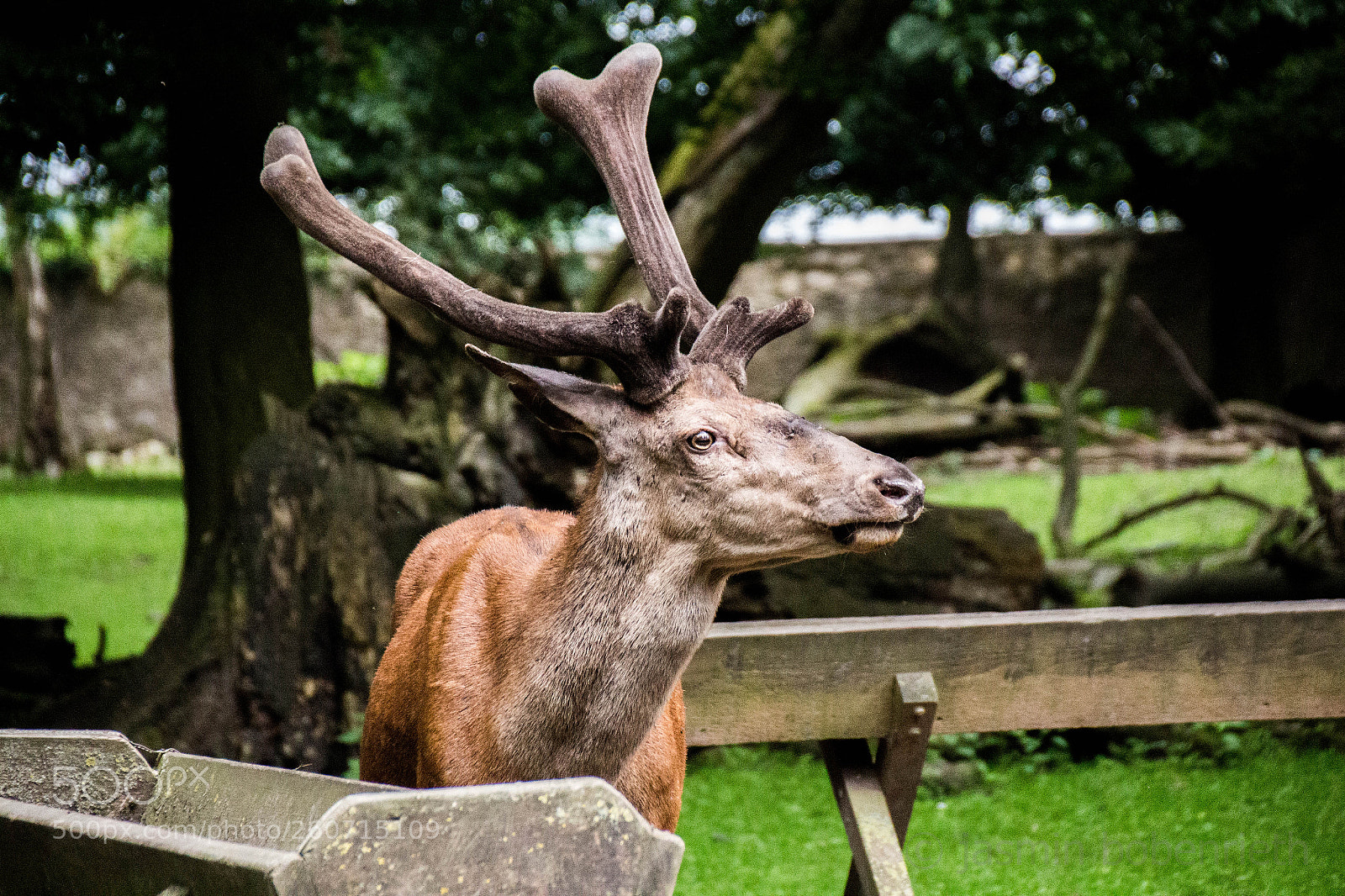 Canon EOS 700D (EOS Rebel T5i / EOS Kiss X7i) sample photo. Deer photography