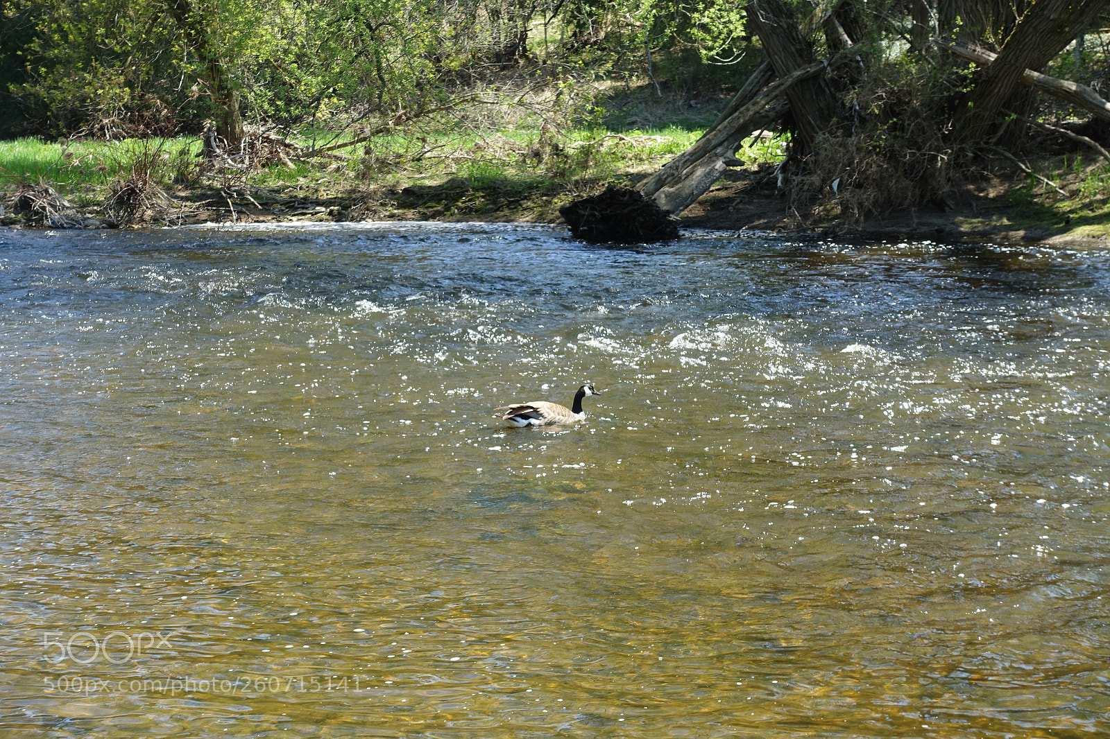 Sony Cyber-shot DSC-RX100 III sample photo. Goose on grand river photography