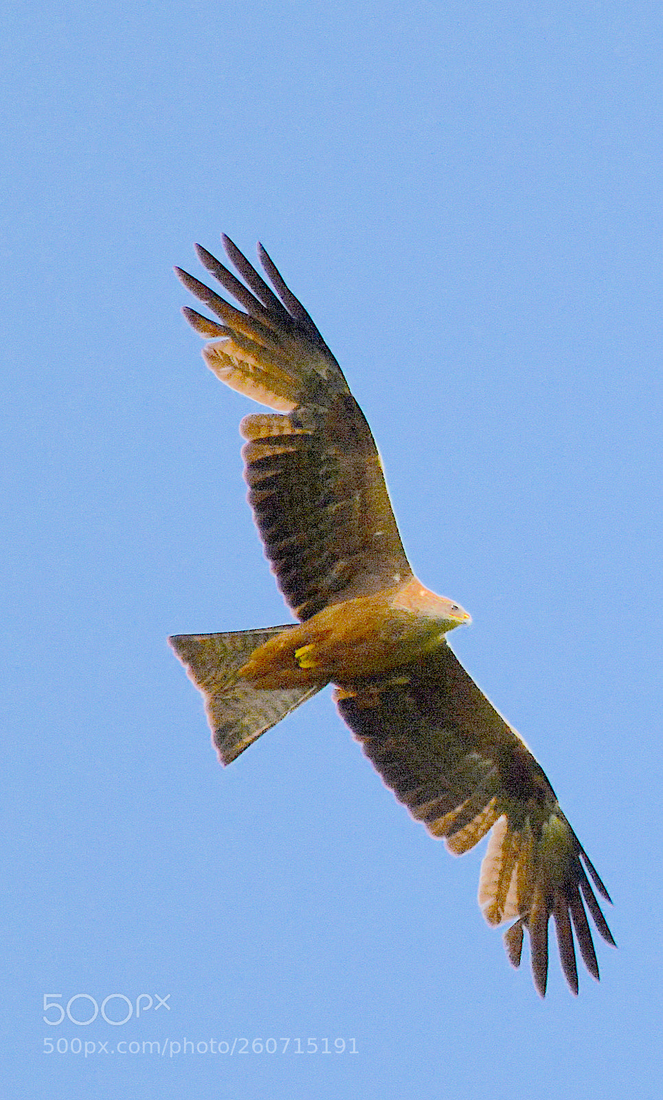 Nikon D7100 sample photo. In sky. from. geneva photography