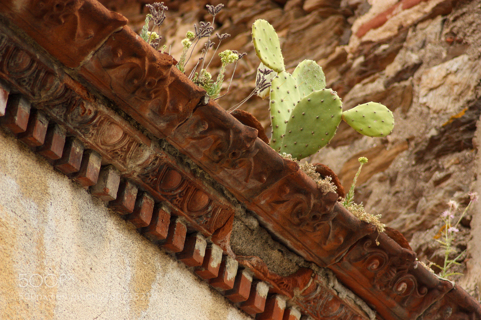Canon EOS 450D (EOS Rebel XSi / EOS Kiss X2) sample photo. Cactus on roof photography