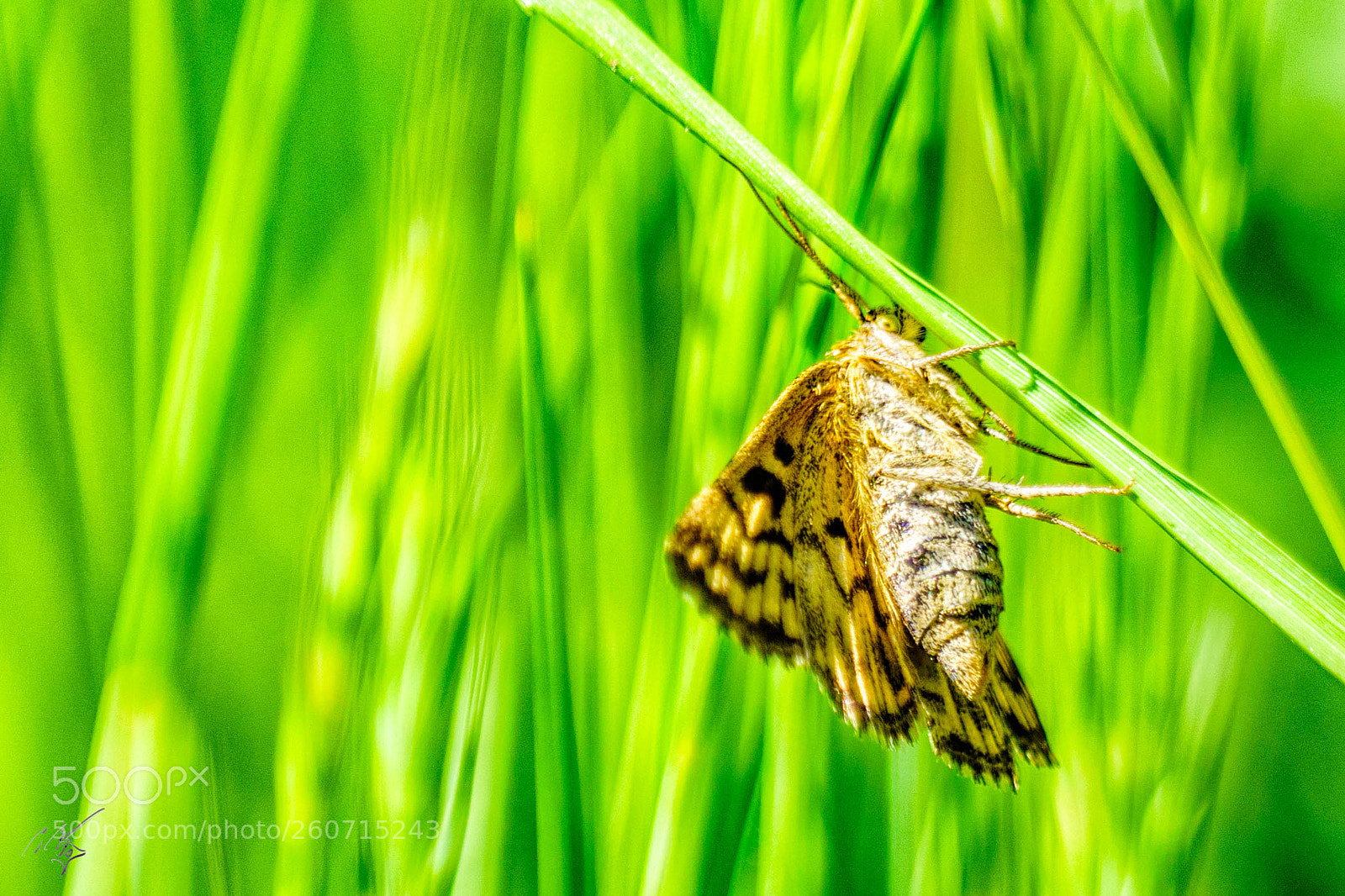 Sony a7R II sample photo. Moth photography