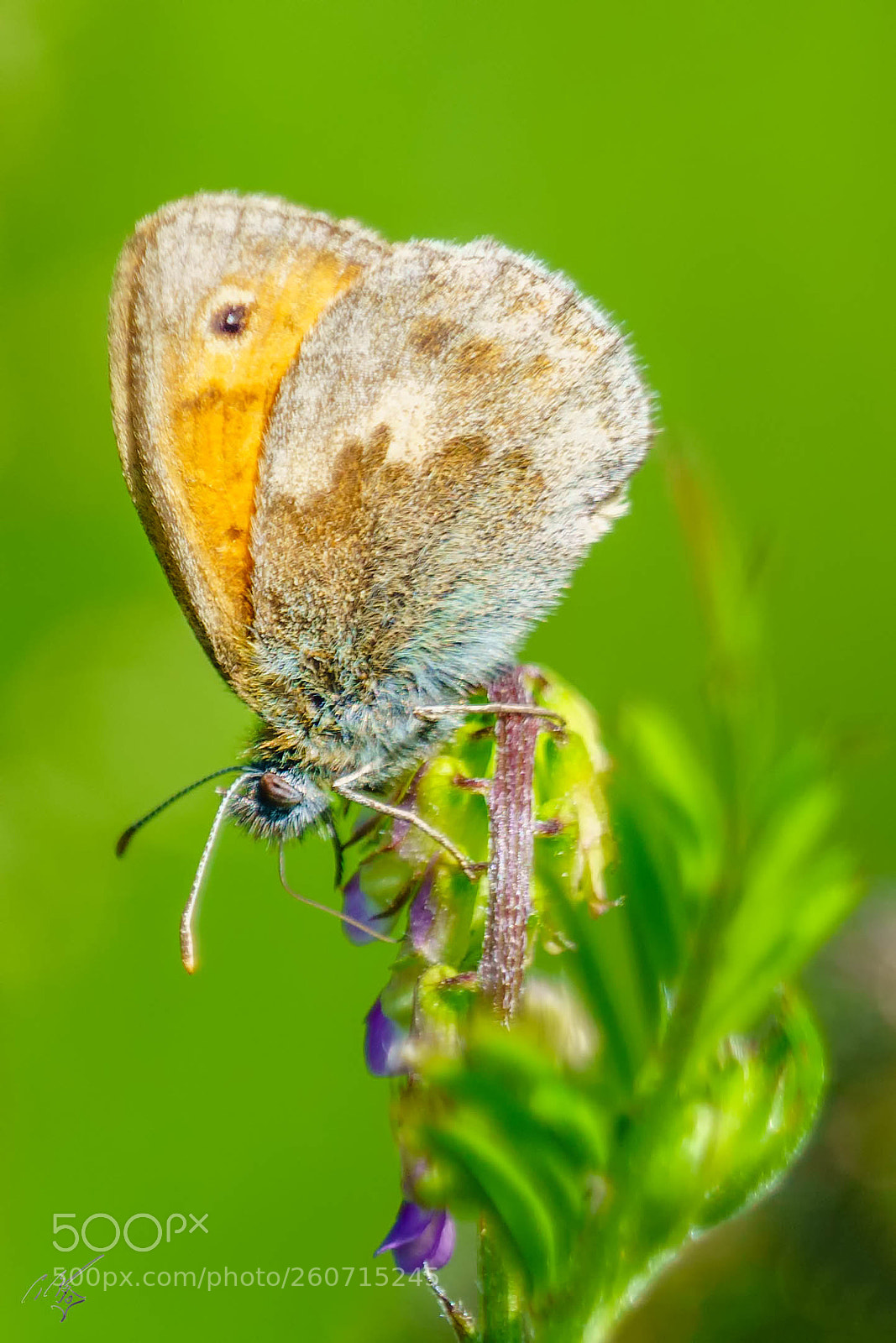Sony a7R II sample photo. Gatekeeper butterfly photography