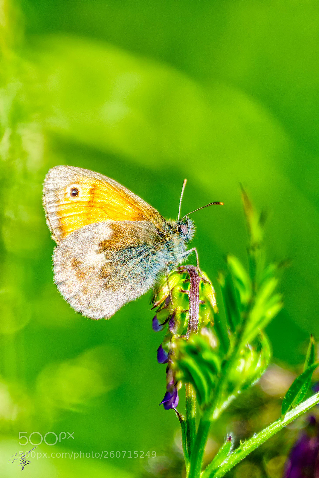 Sony a7R II sample photo. Gatekeeper butterfly 2 photography