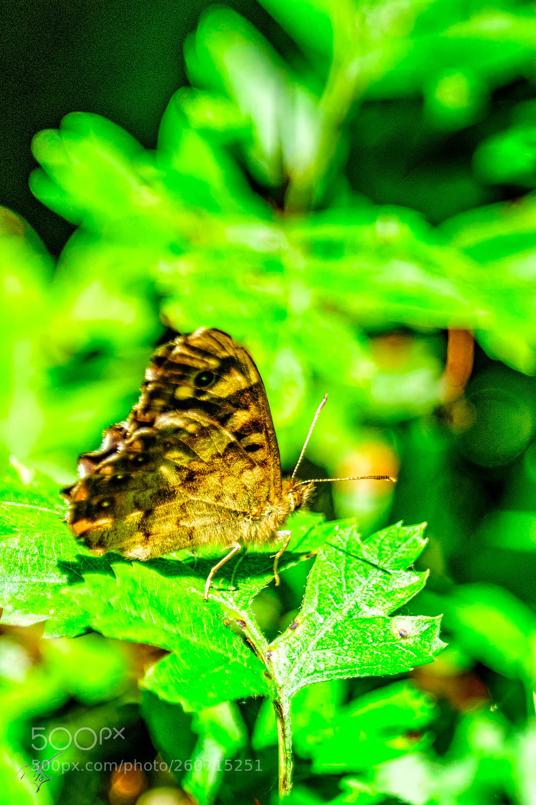 Sony a7R II sample photo. Speckled wood butterfly 3 photography