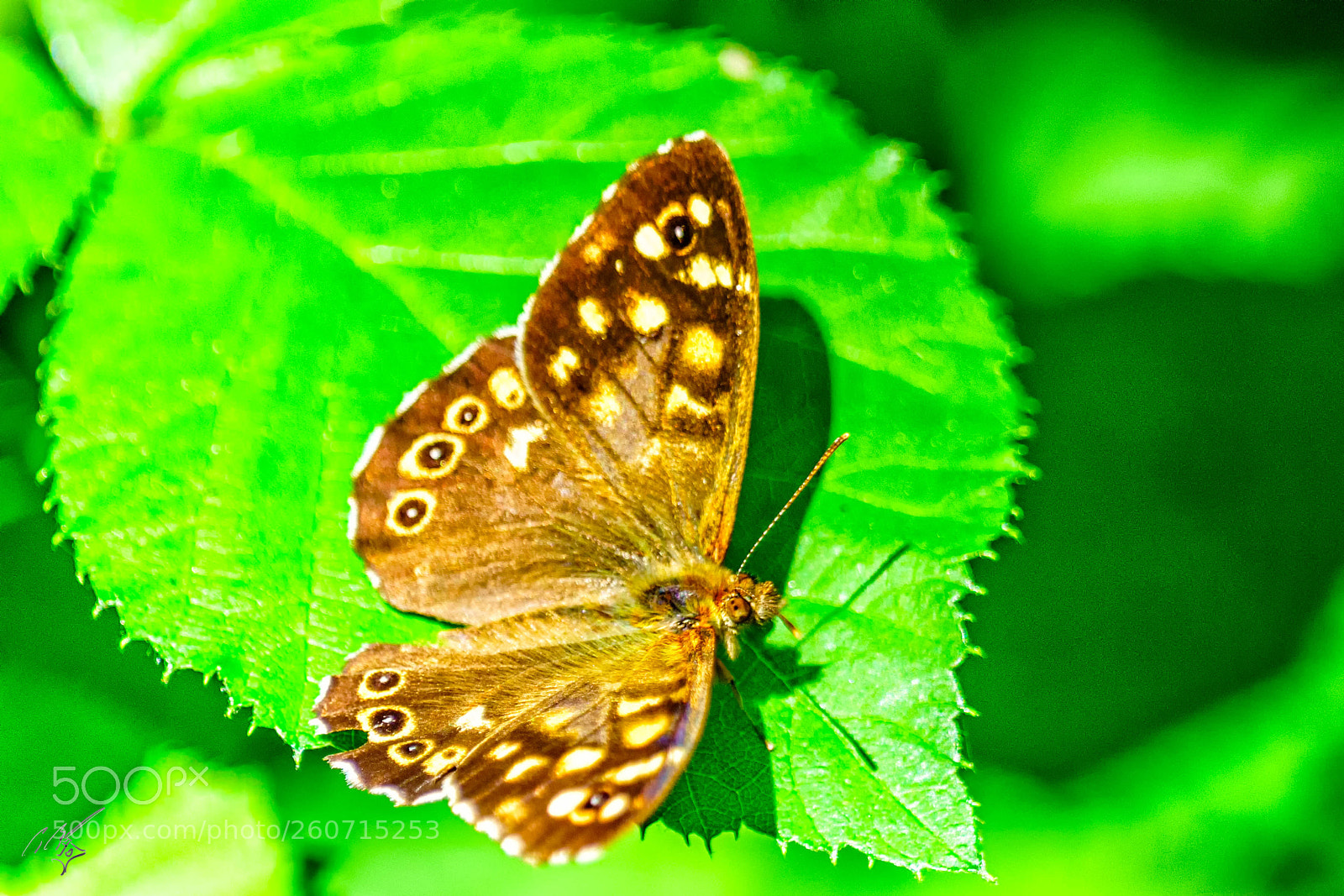 Sony a7R II sample photo. Speckled wood butterfly 2 photography
