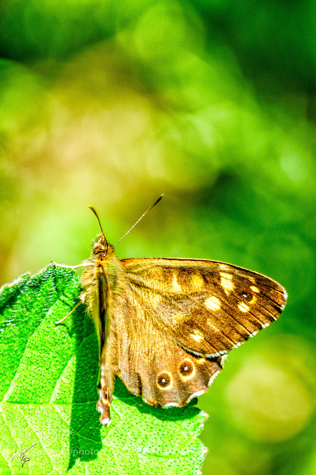 Sony a7R II sample photo. Speckled wood butterfly photography