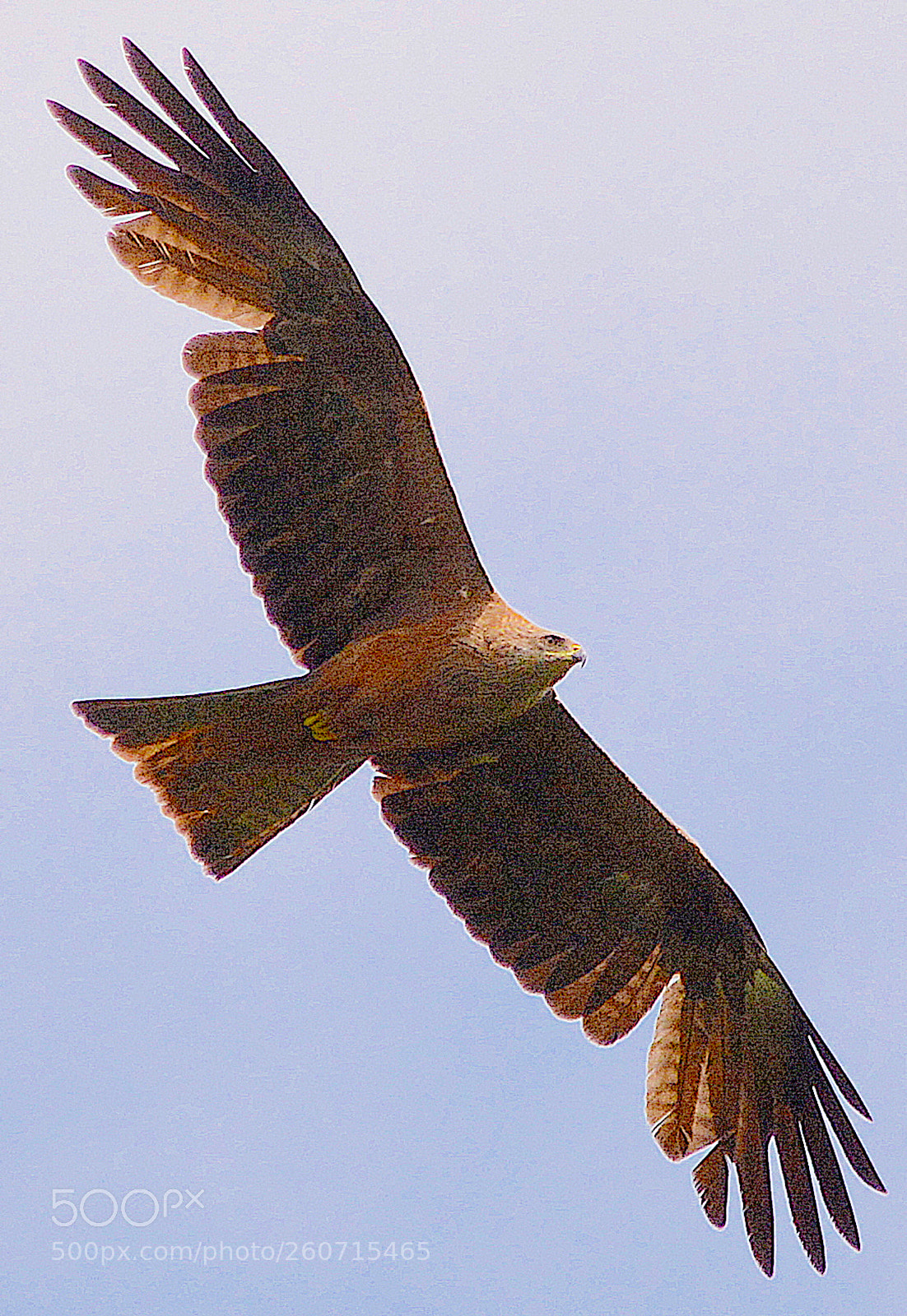 Nikon D7100 sample photo. In sky. from. geneva photography