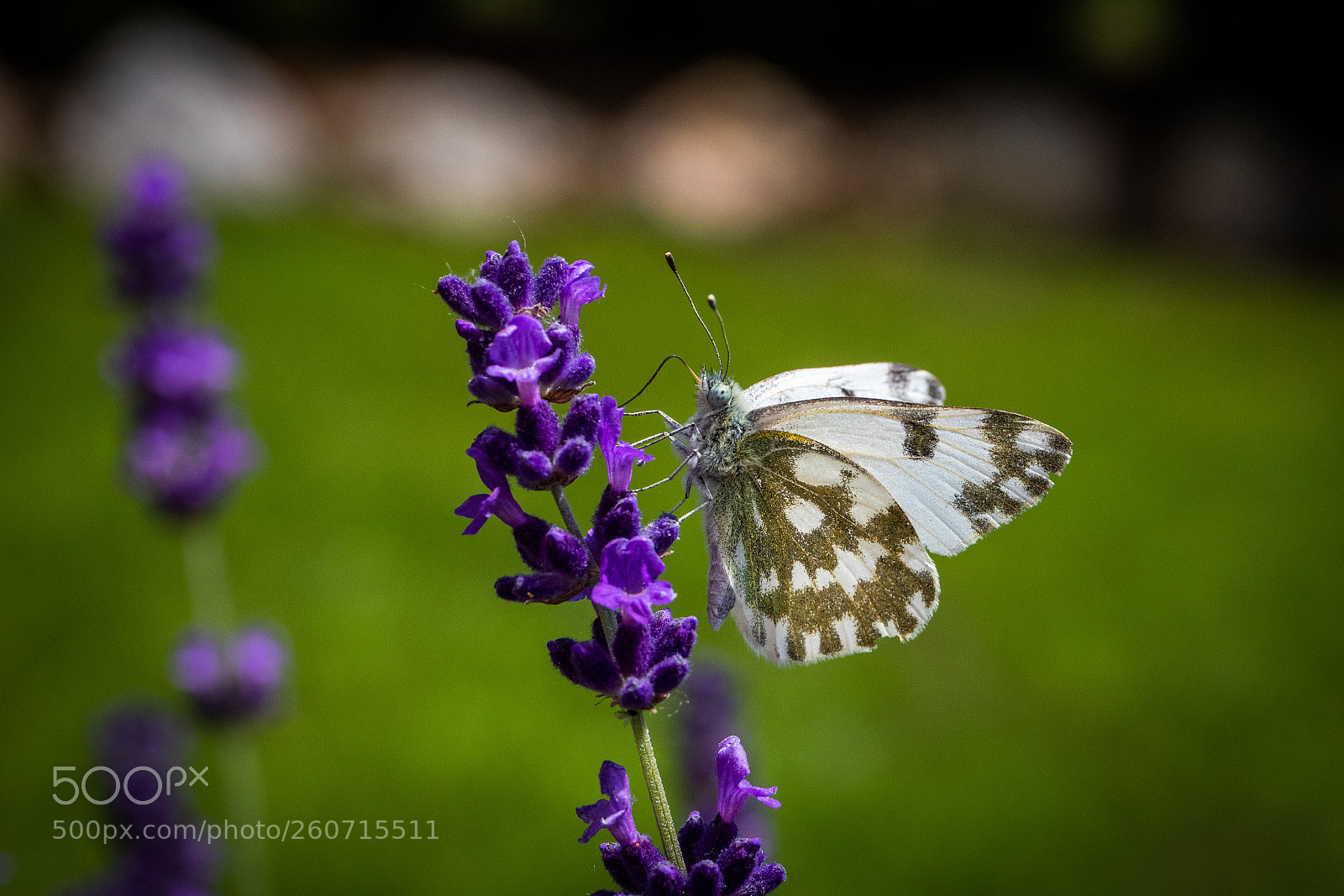 Canon EOS 80D sample photo. Pontia daplidice edusa photography
