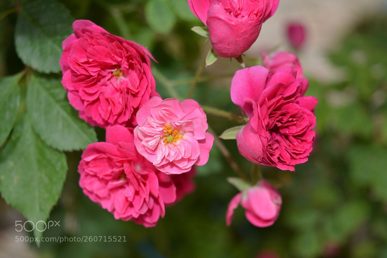 Nikon D5200 sample photo. Red photography