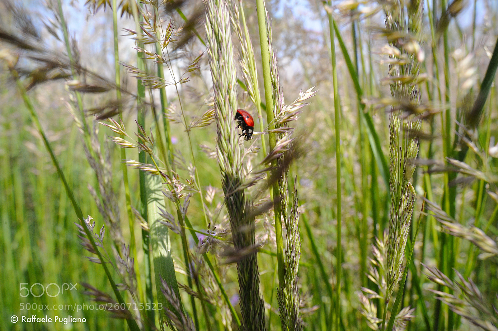 Nikon D3 sample photo. Ladybug photography