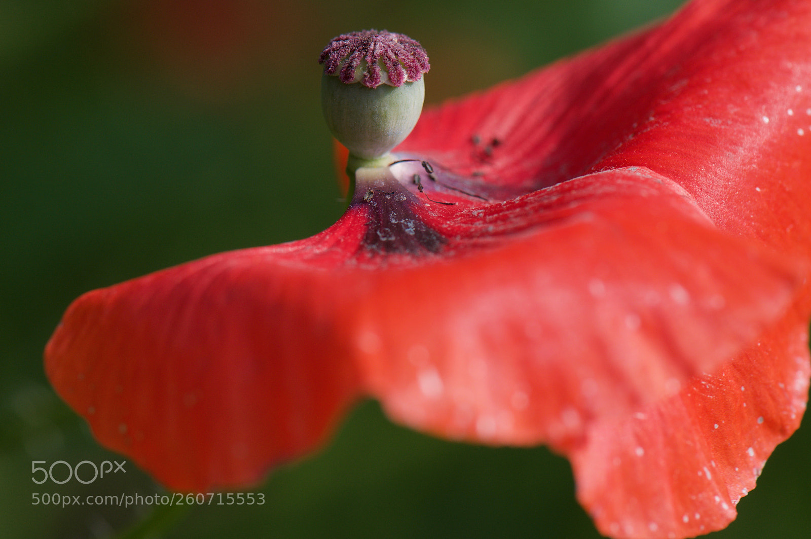 Nikon D300S sample photo. Poppy photography